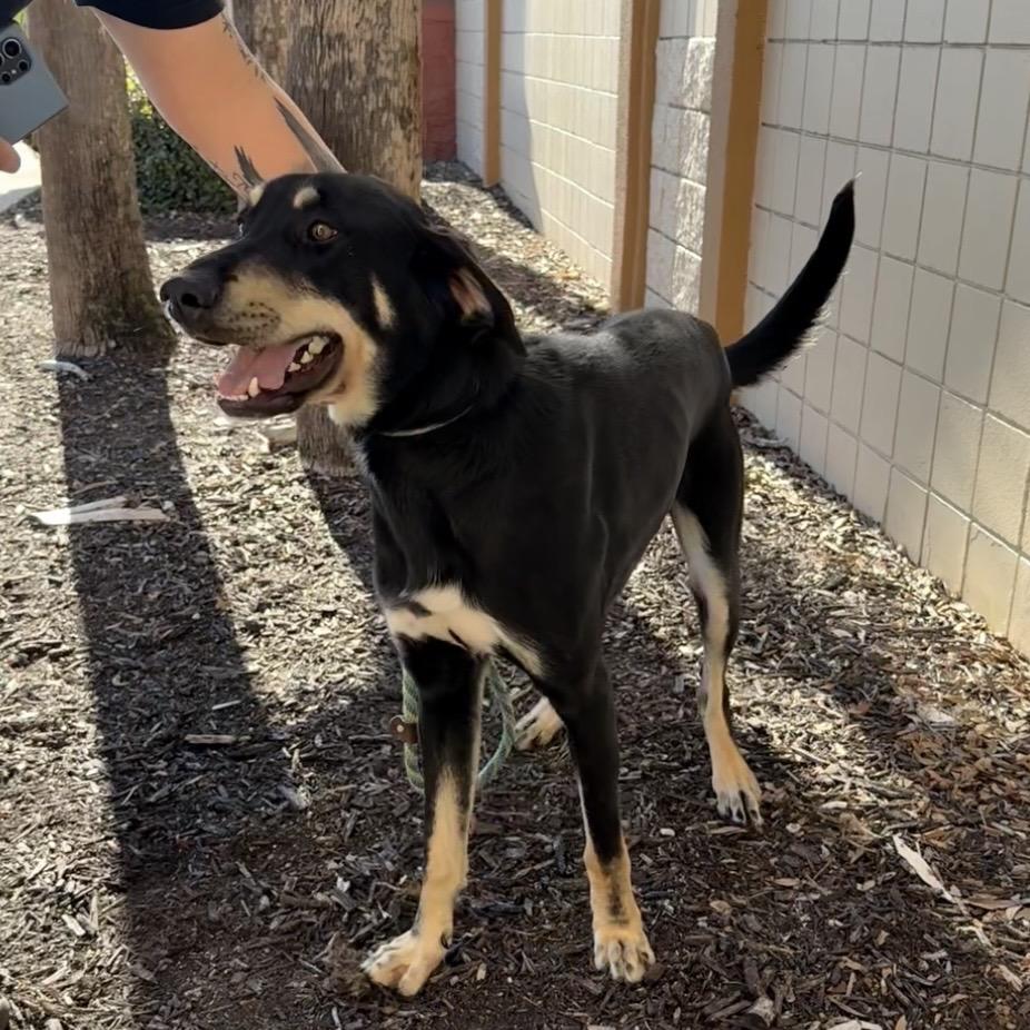 Warren, Adoptable, Adult Male Mixed Breed.