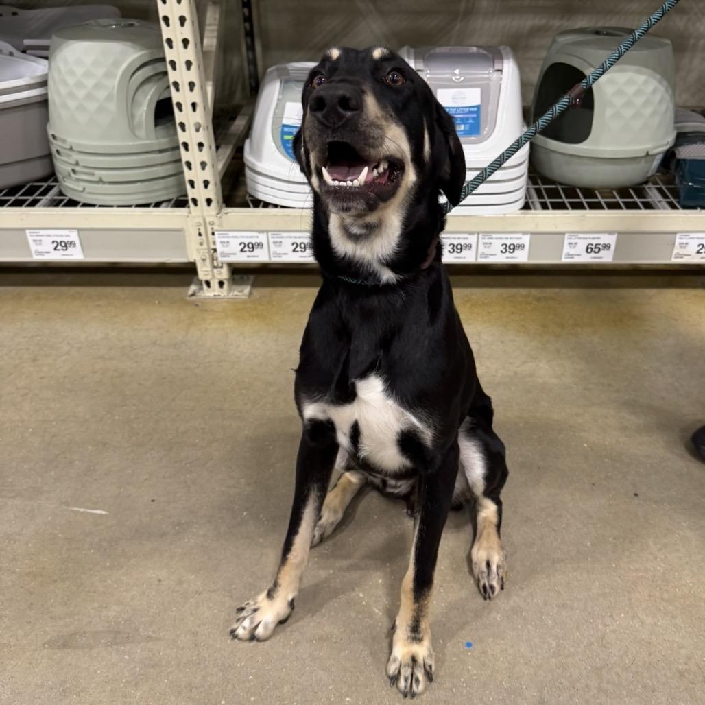 Warren, a Adoptable Mixed Breed in Williston, FL image 2/6