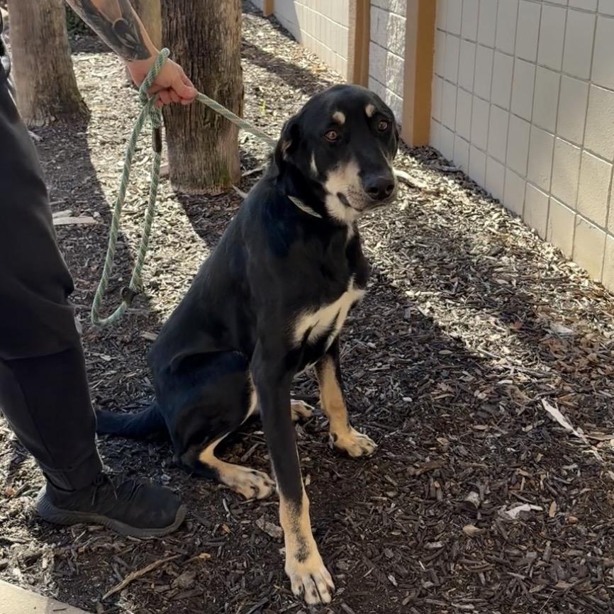 Warren, a Adoptable Mixed Breed in Williston, FL image 3/6