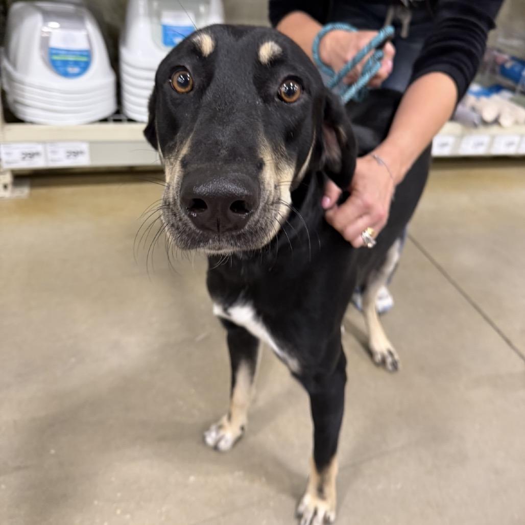 Warren, Adoptable, Adult Male Mixed Breed.