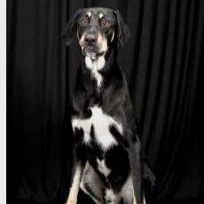 Enlarge Warren, a Adoptable Mixed Breed in Williston, FL image 2/2
