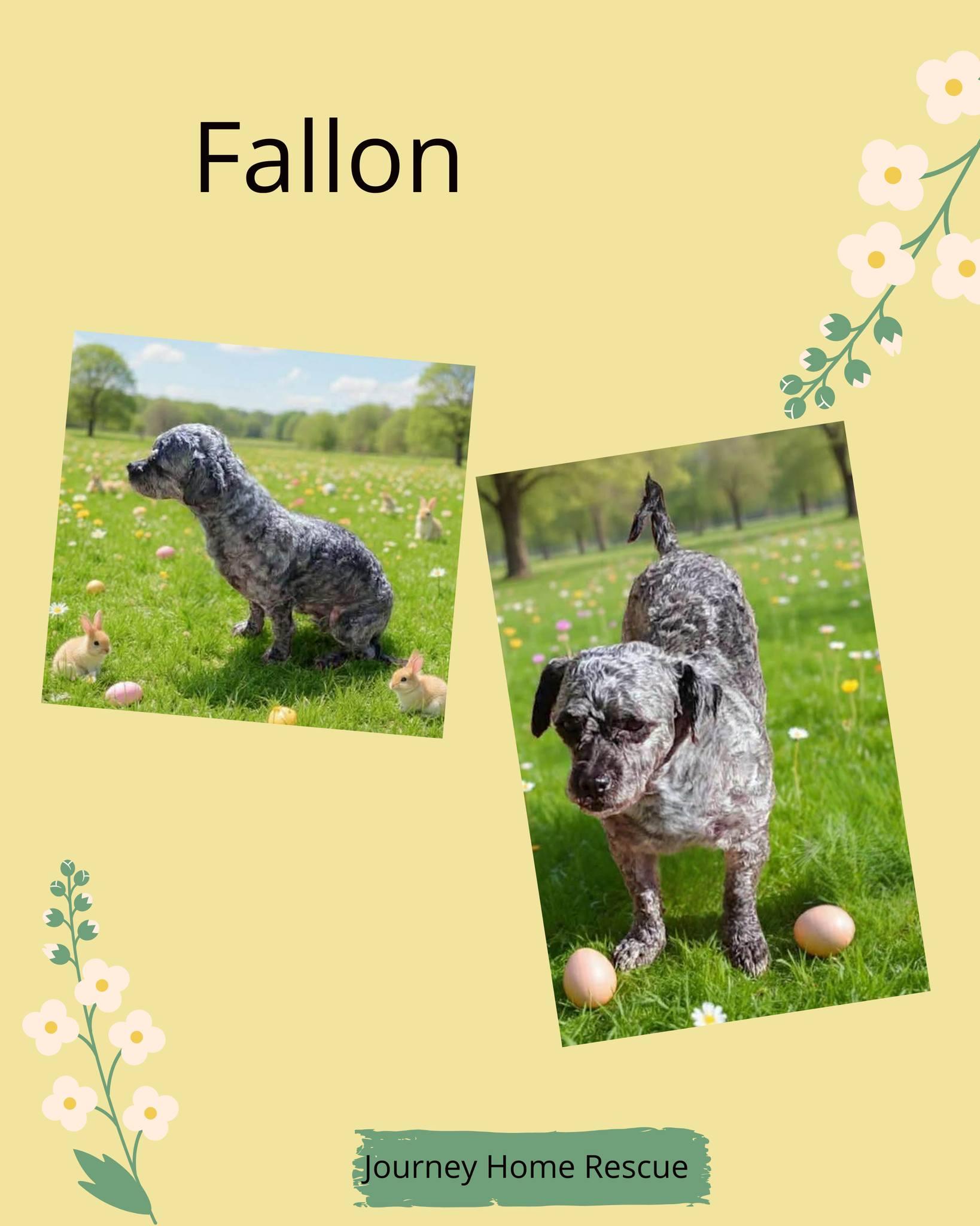 Fallon, ADOPTABLE, Adult Male Poodle (Toy).
