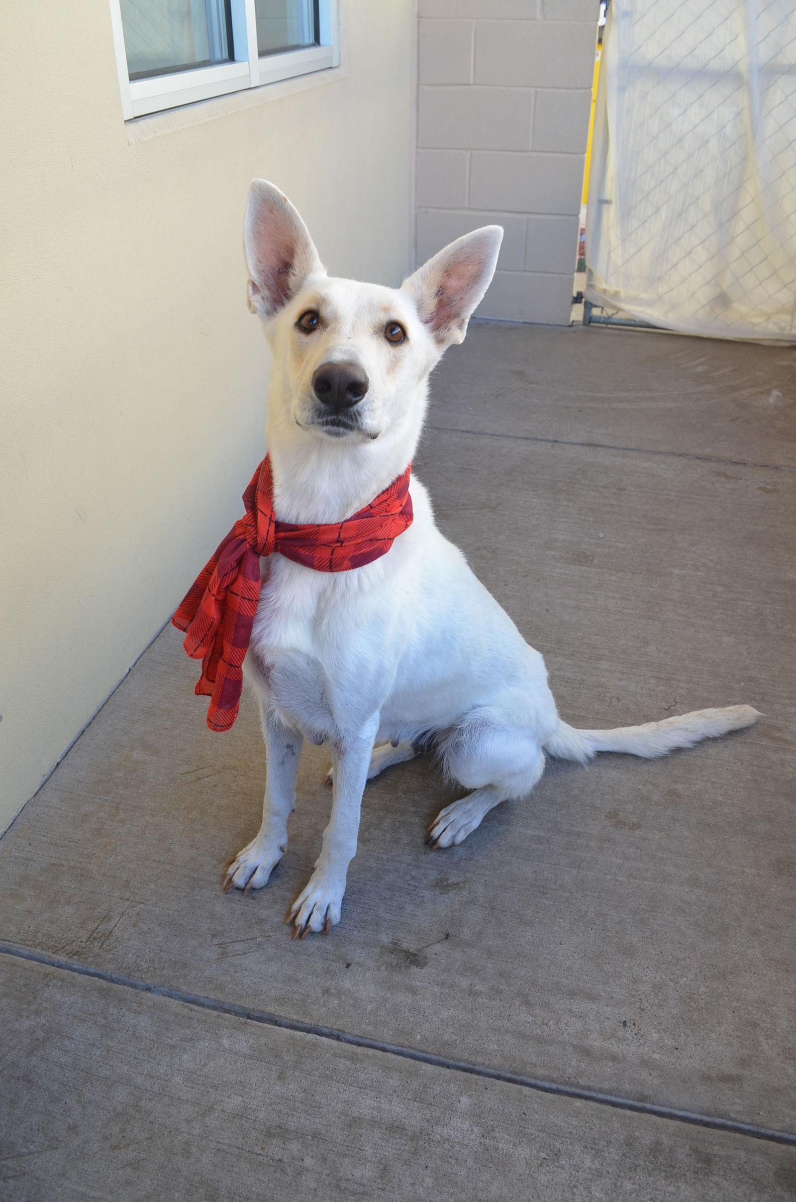 Luna, Adoptable, Adult Female Shepherd.