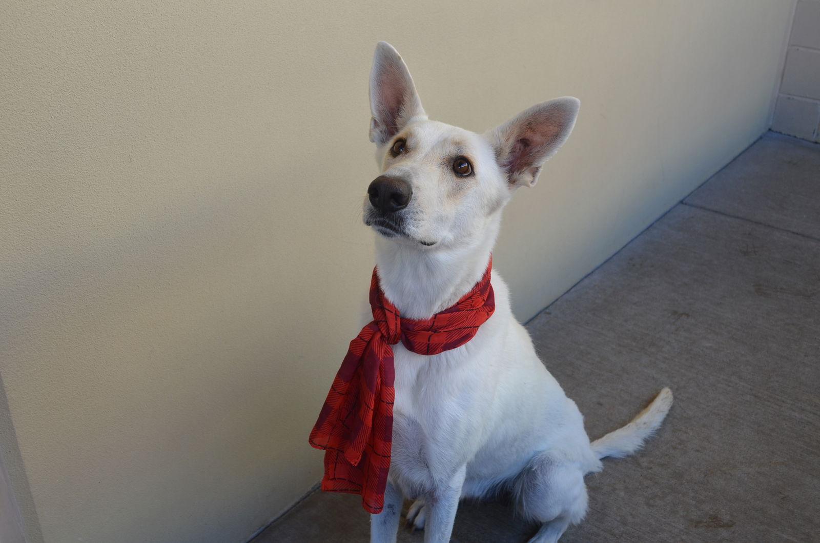 Enlarge Luna, a Adoptable mixed breed in McKinney, TX image 2/3