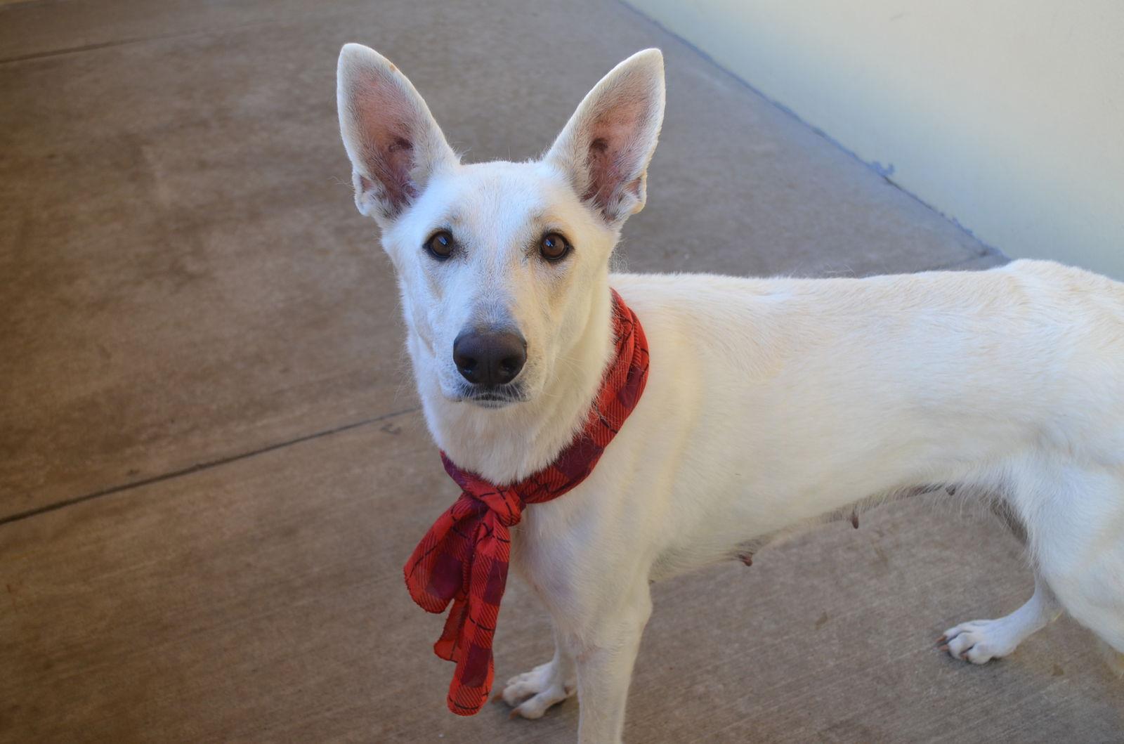 Enlarge Luna, a Adoptable mixed breed in McKinney, TX image 3/3