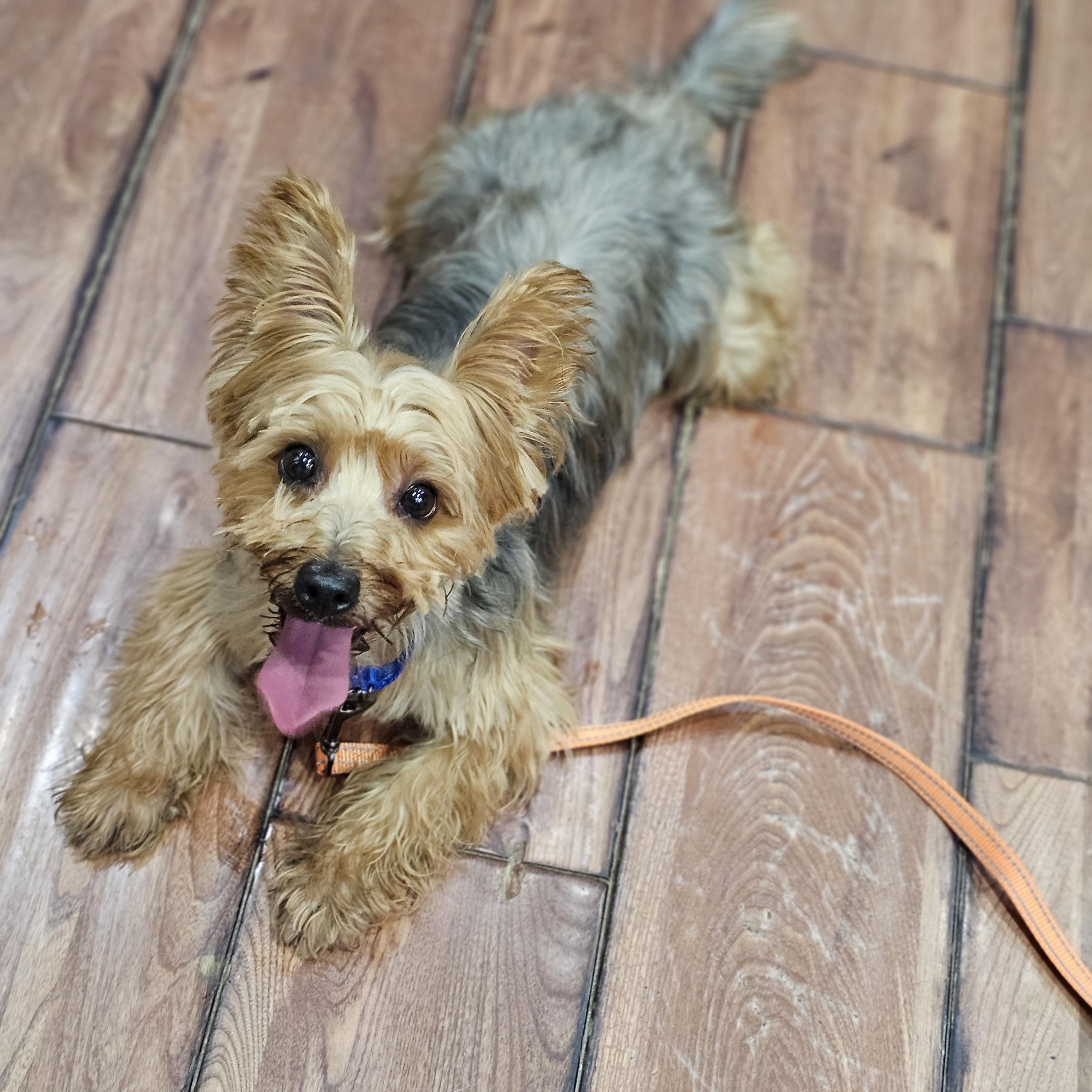 Enlarge Walker so il, a Adopted mixed breed in MURPHYSBORO , IL image 1/4