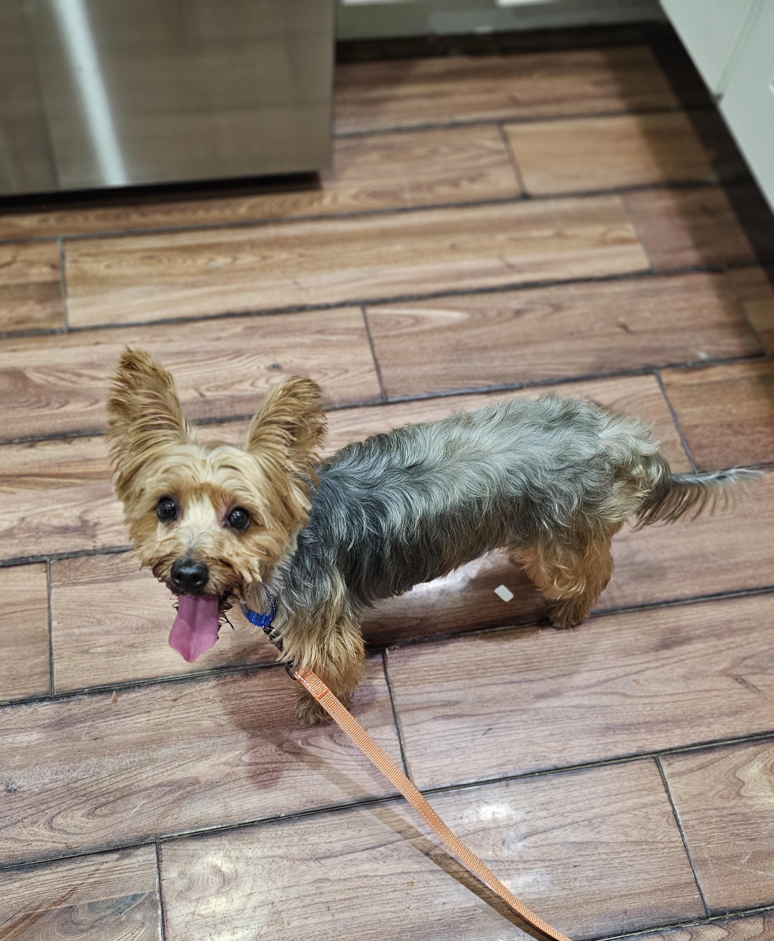 Enlarge Walker so il, a Adopted mixed breed in MURPHYSBORO , IL image 2/4