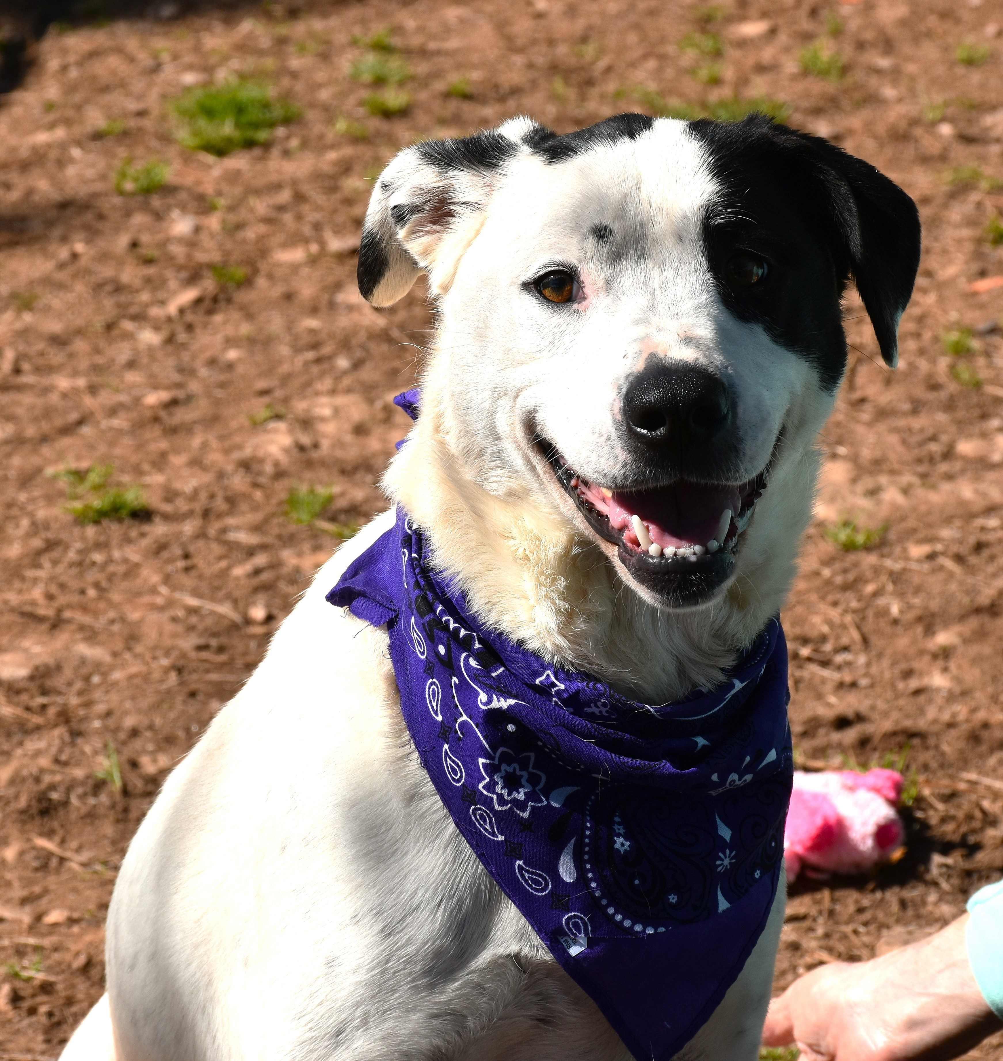 Enlarge Bunny, a Adoptable mixed breed in Wedowee, AL image 2/6