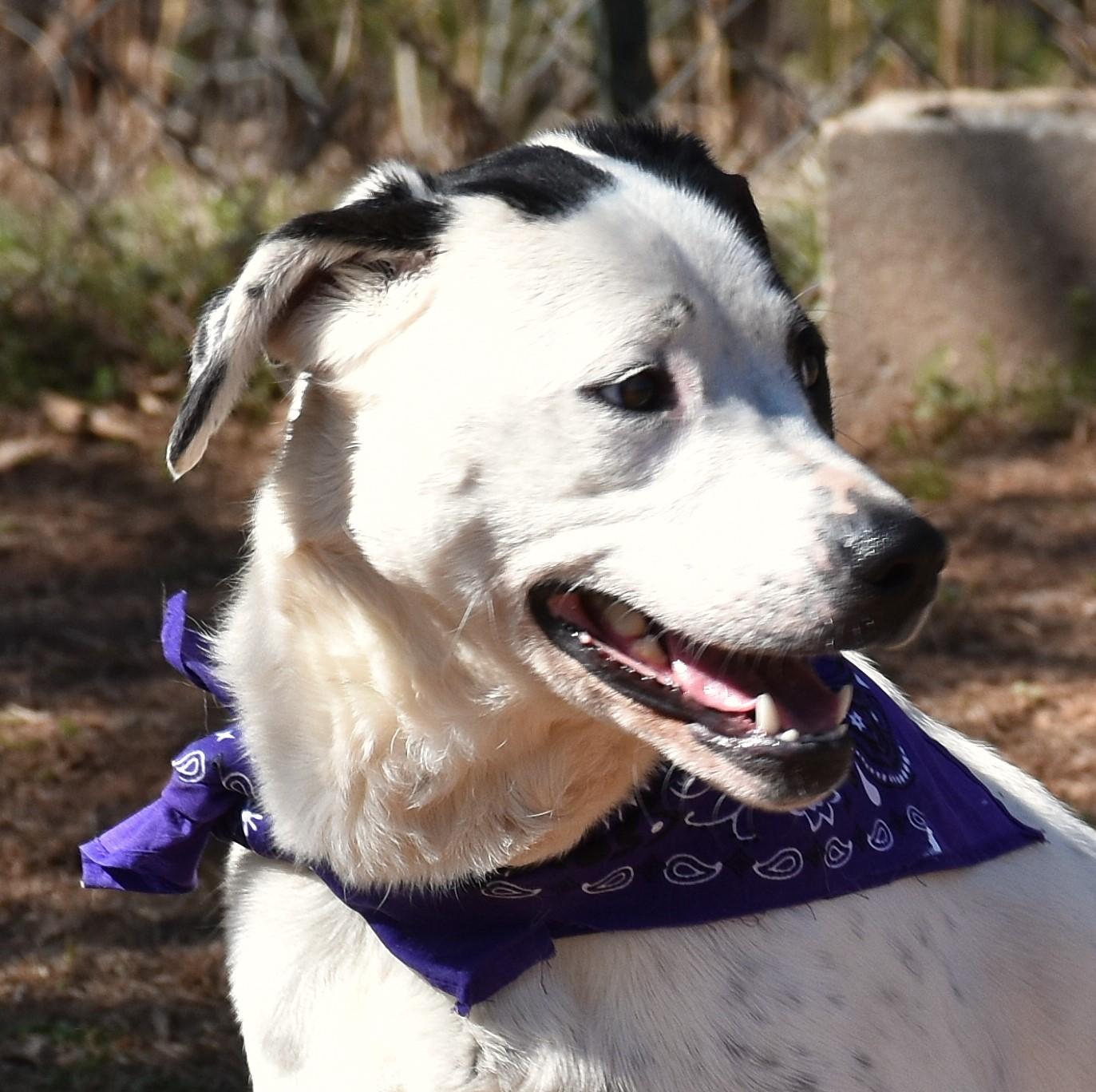 Enlarge Bunny, a Adoptable mixed breed in Wedowee, AL image 3/6