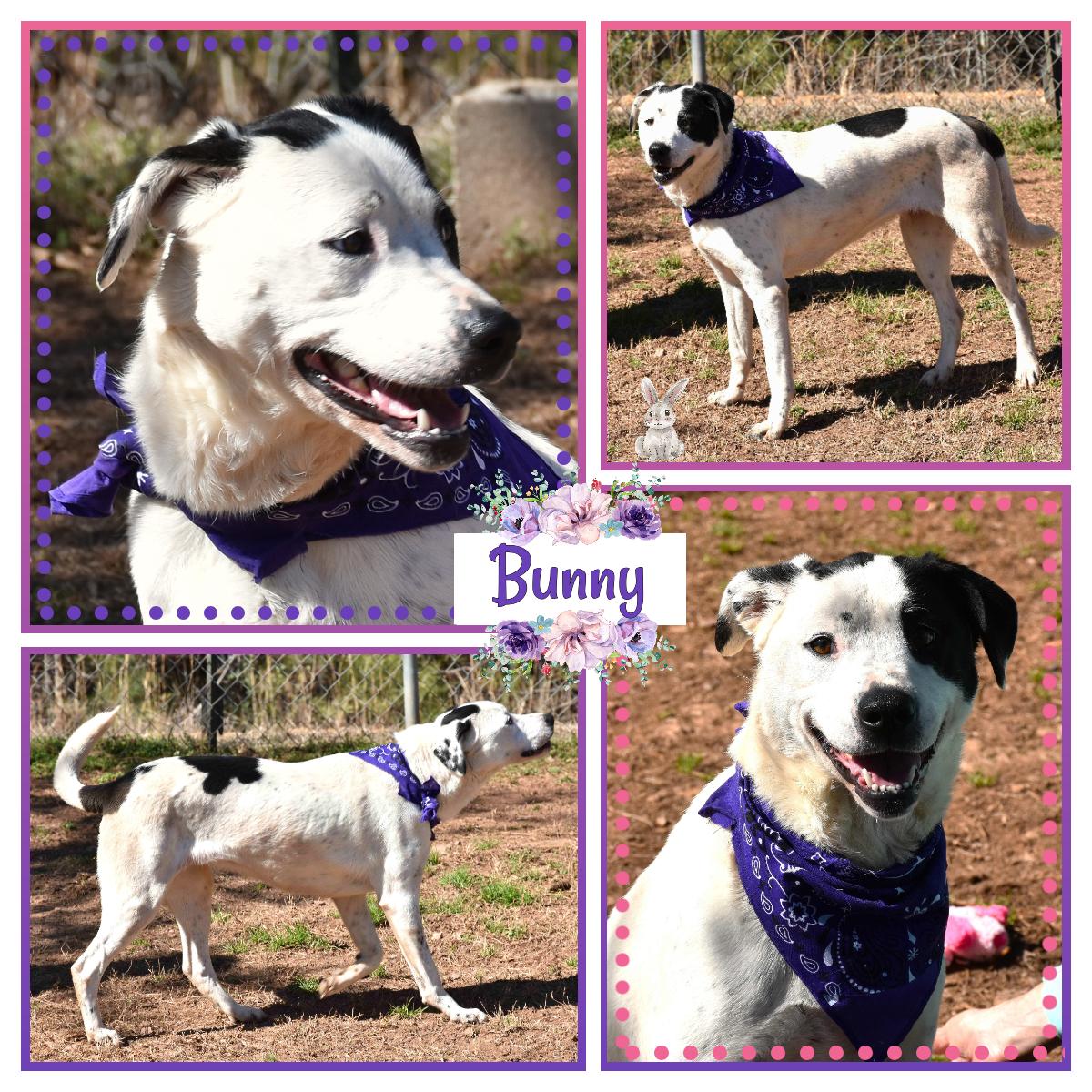 Enlarge Bunny, a Adoptable mixed breed in Wedowee, AL image 1/6