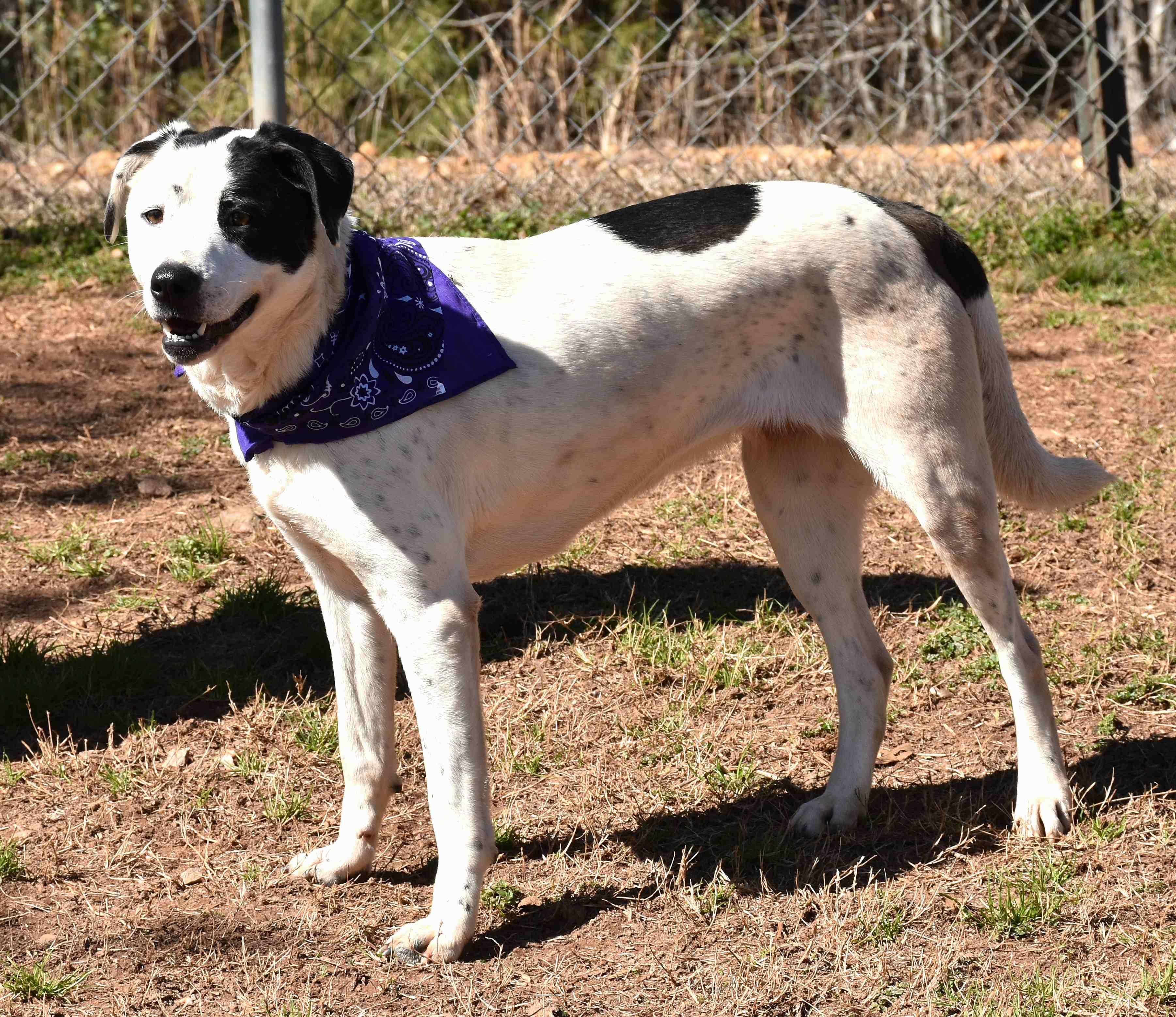 Enlarge Bunny, a Adoptable mixed breed in Wedowee, AL image 4/6