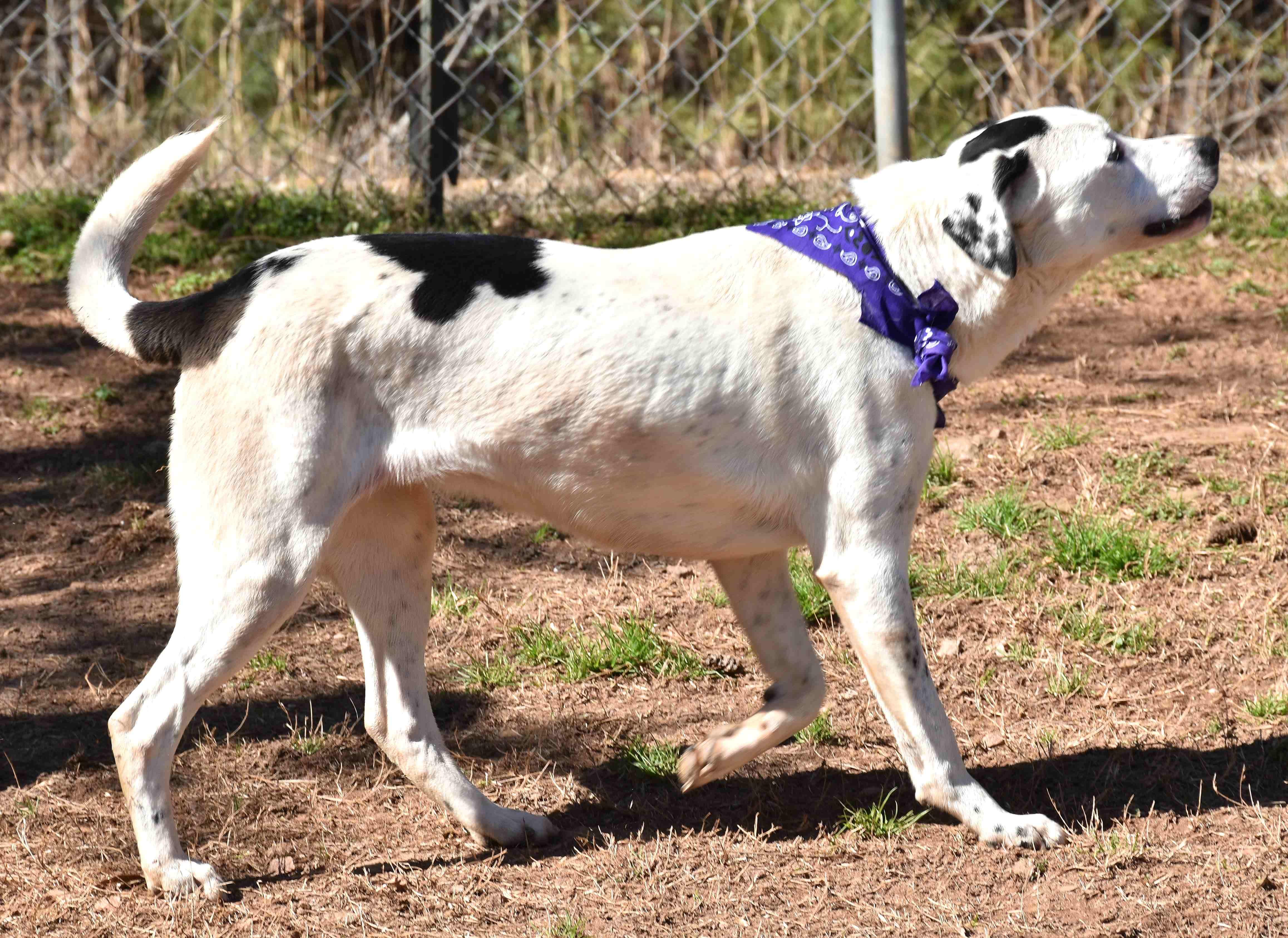 Enlarge Bunny, a Adoptable mixed breed in Wedowee, AL image 5/6