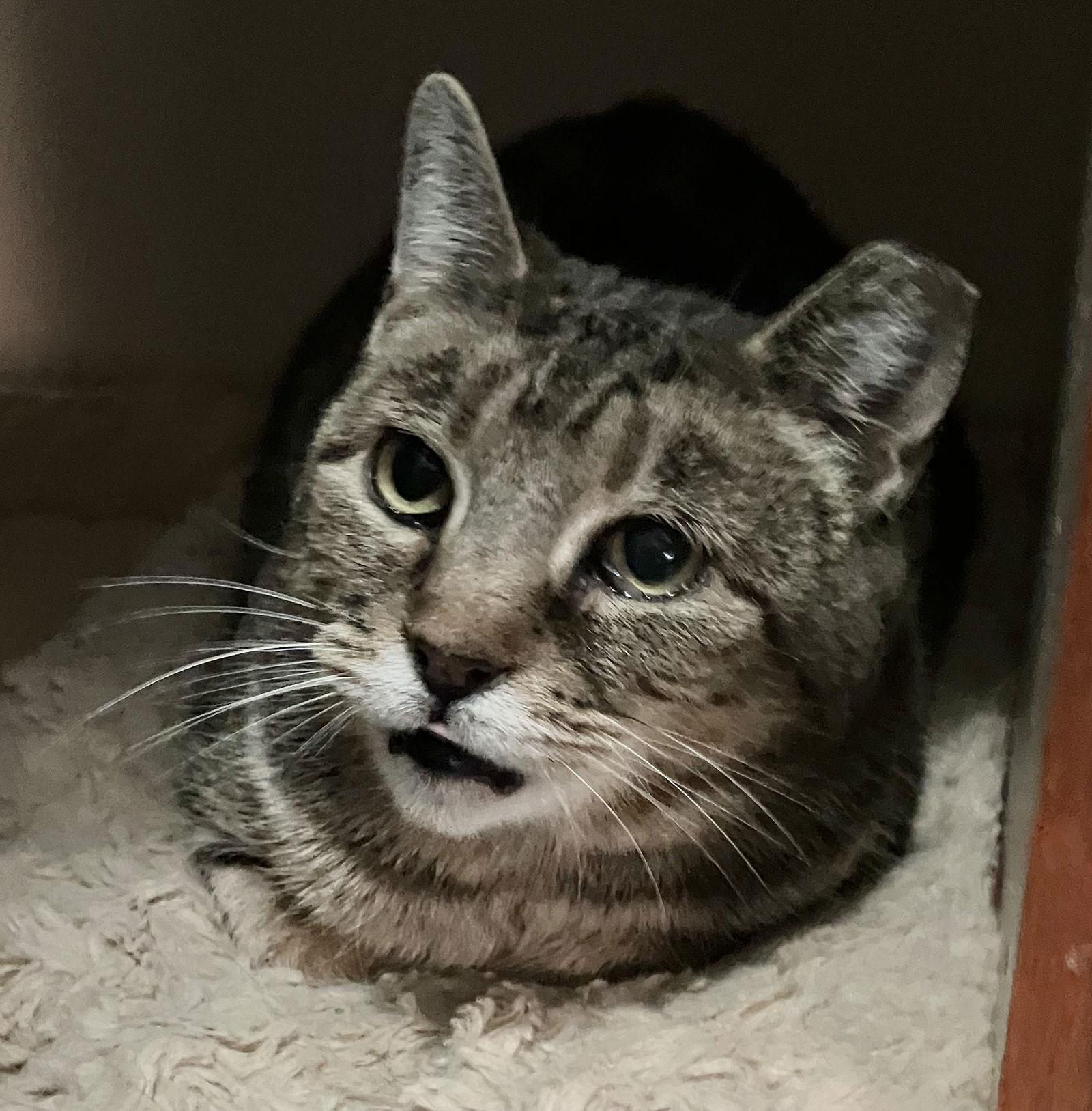 Floria — thumbnail 2