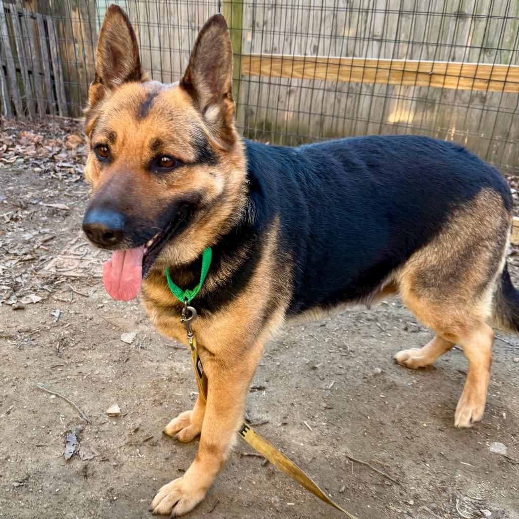 Ava, Adoptable, Adult Female German Shepherd Dog.