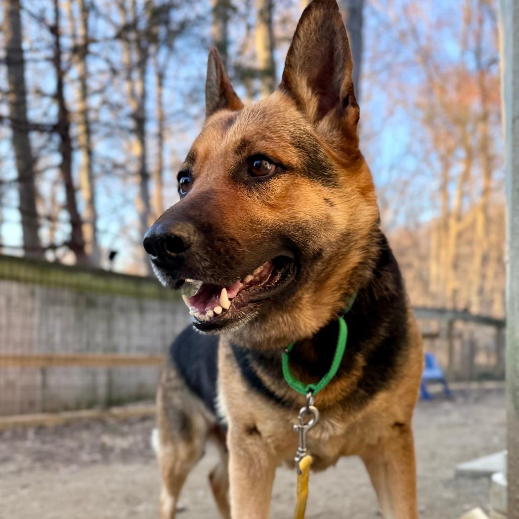 Enlarge Ava, a Adoptable German Shepherd Dog in West Chester, PA image 2/6