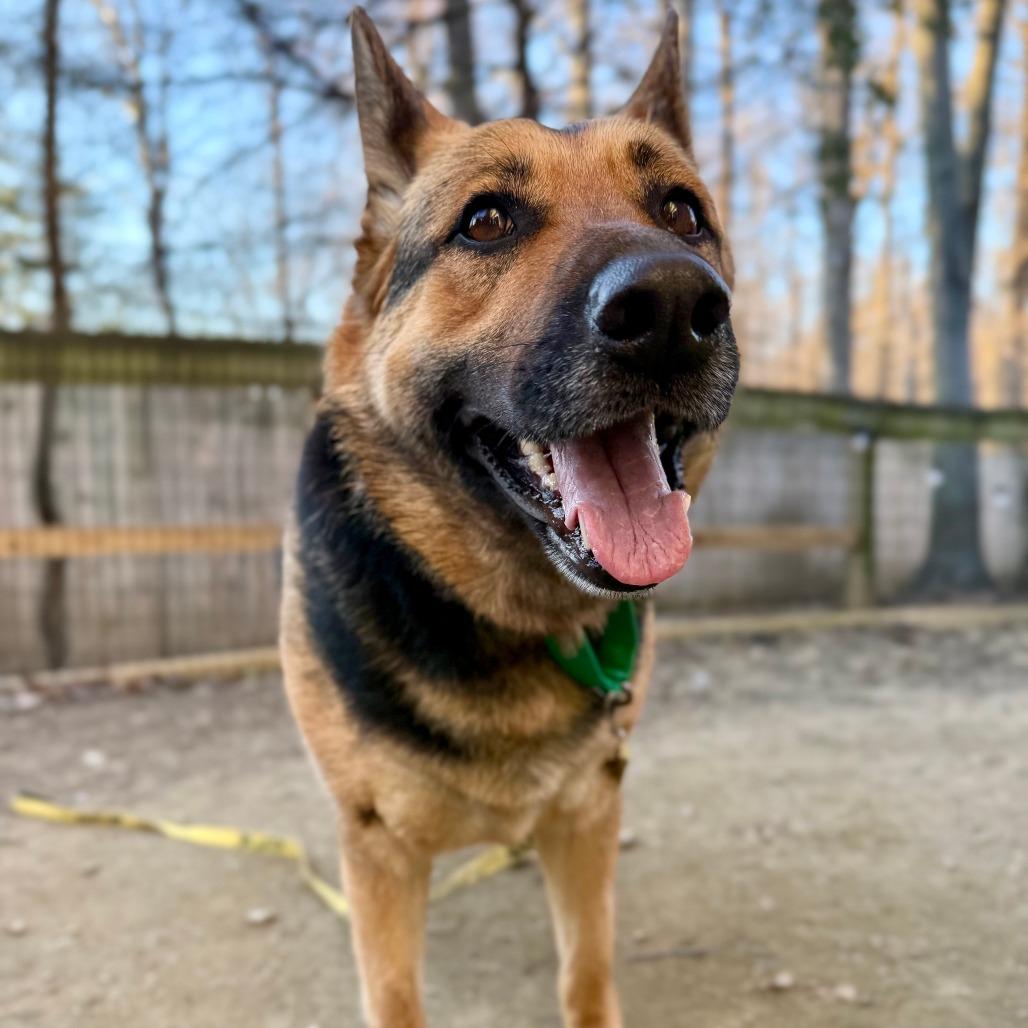 Ava, Adoptable, Adult Female German Shepherd Dog.