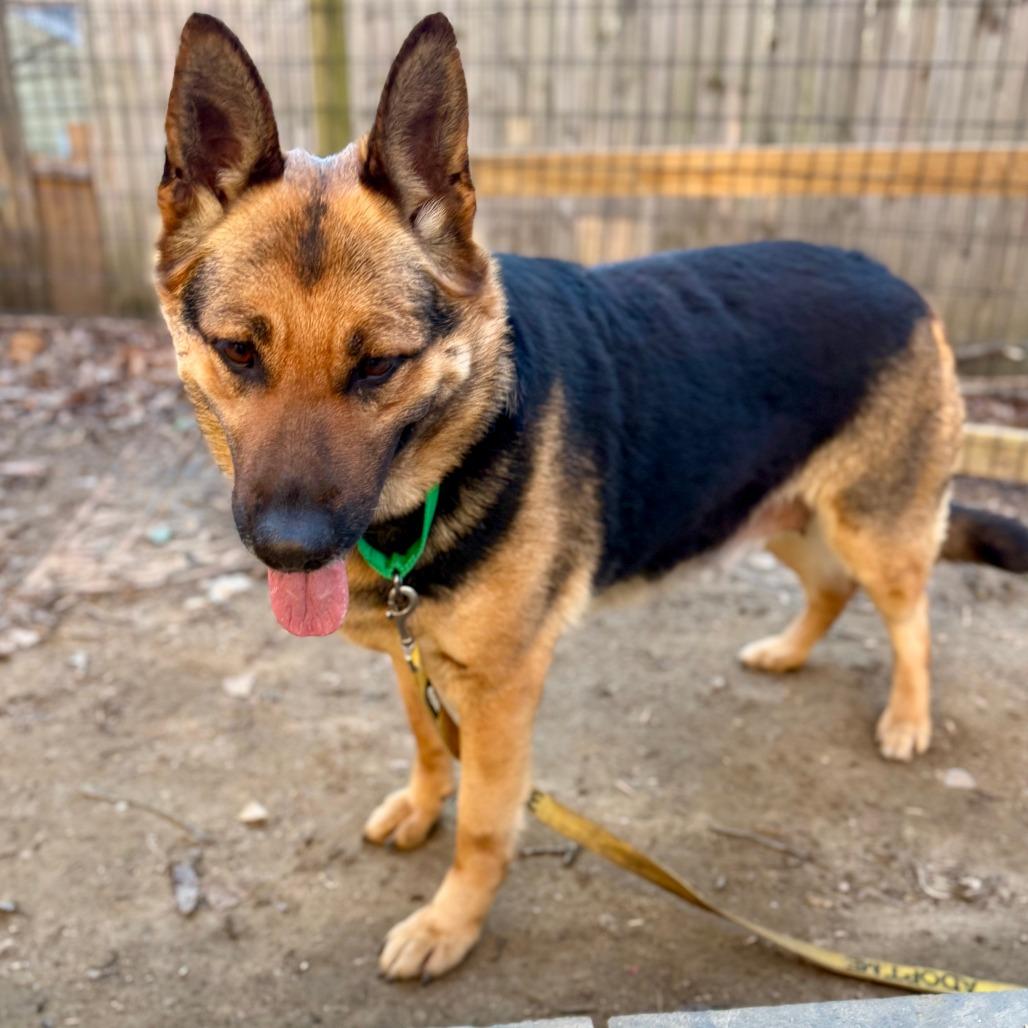 Enlarge Ava, a Adoptable German Shepherd Dog in West Chester, PA image 4/6