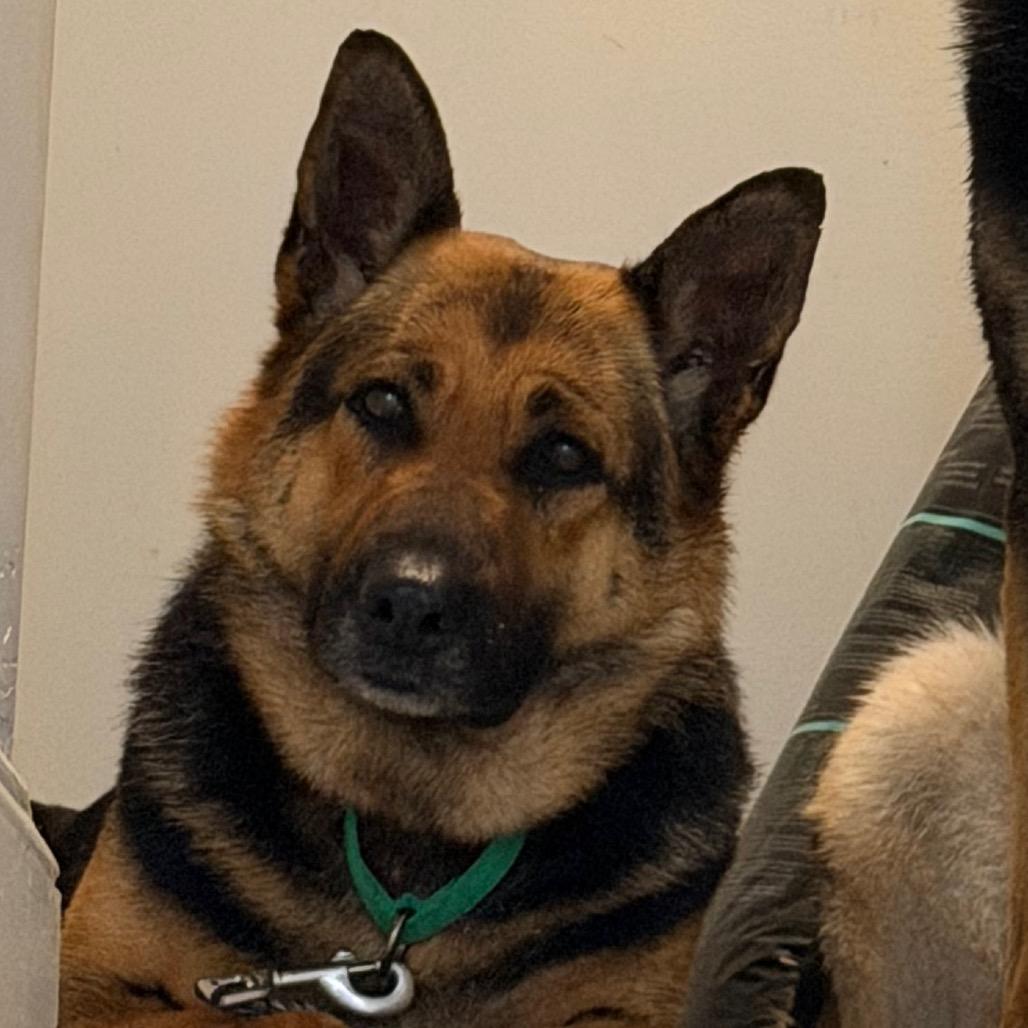 Enlarge Ava, a Adoptable German Shepherd Dog in West Chester, PA image 5/6