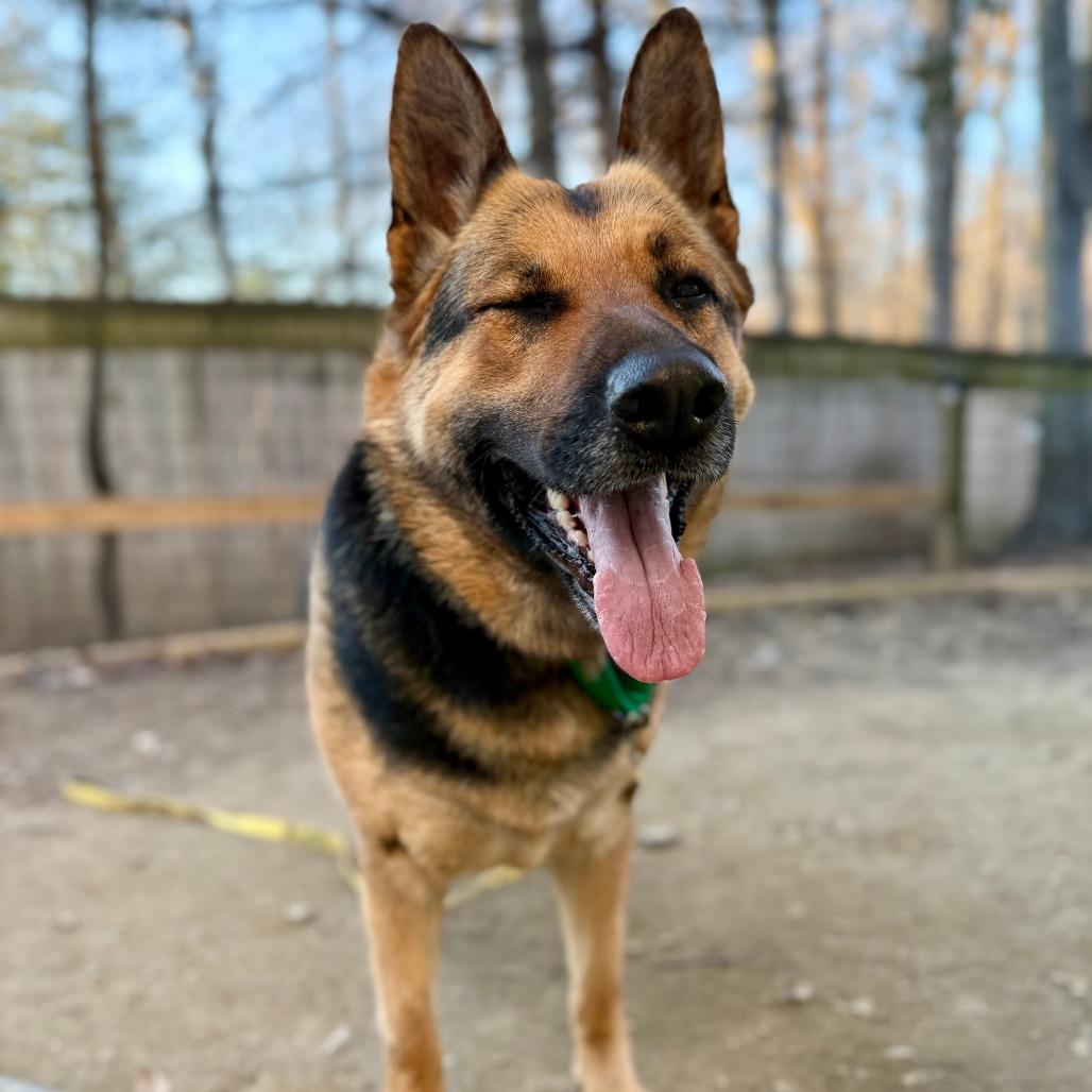 Enlarge Ava, a Adoptable German Shepherd Dog in West Chester, PA image 6/6