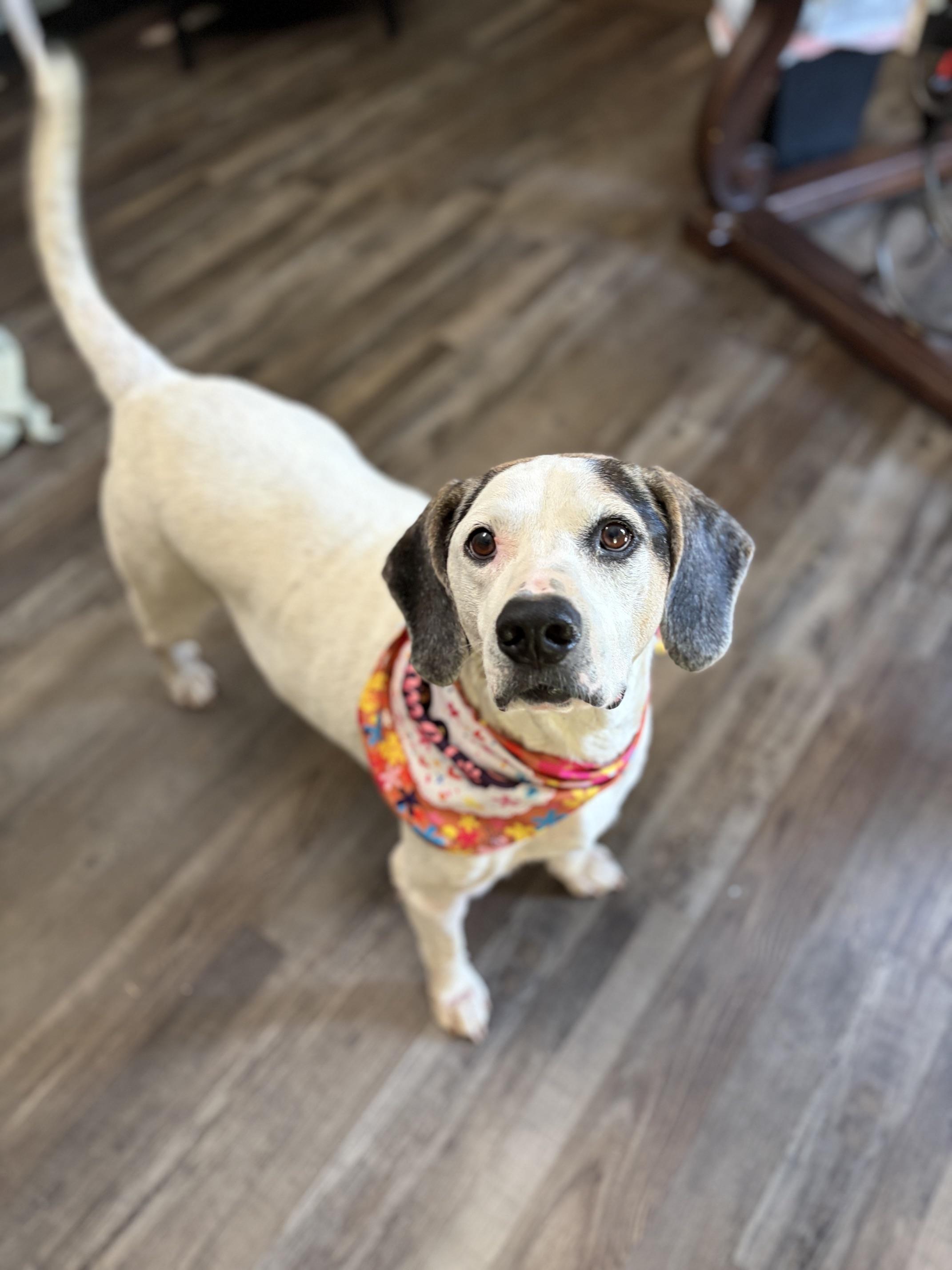 Enlarge Ruby Tuesday, a Adoptable mixed breed in Woburn, MA image 2/5