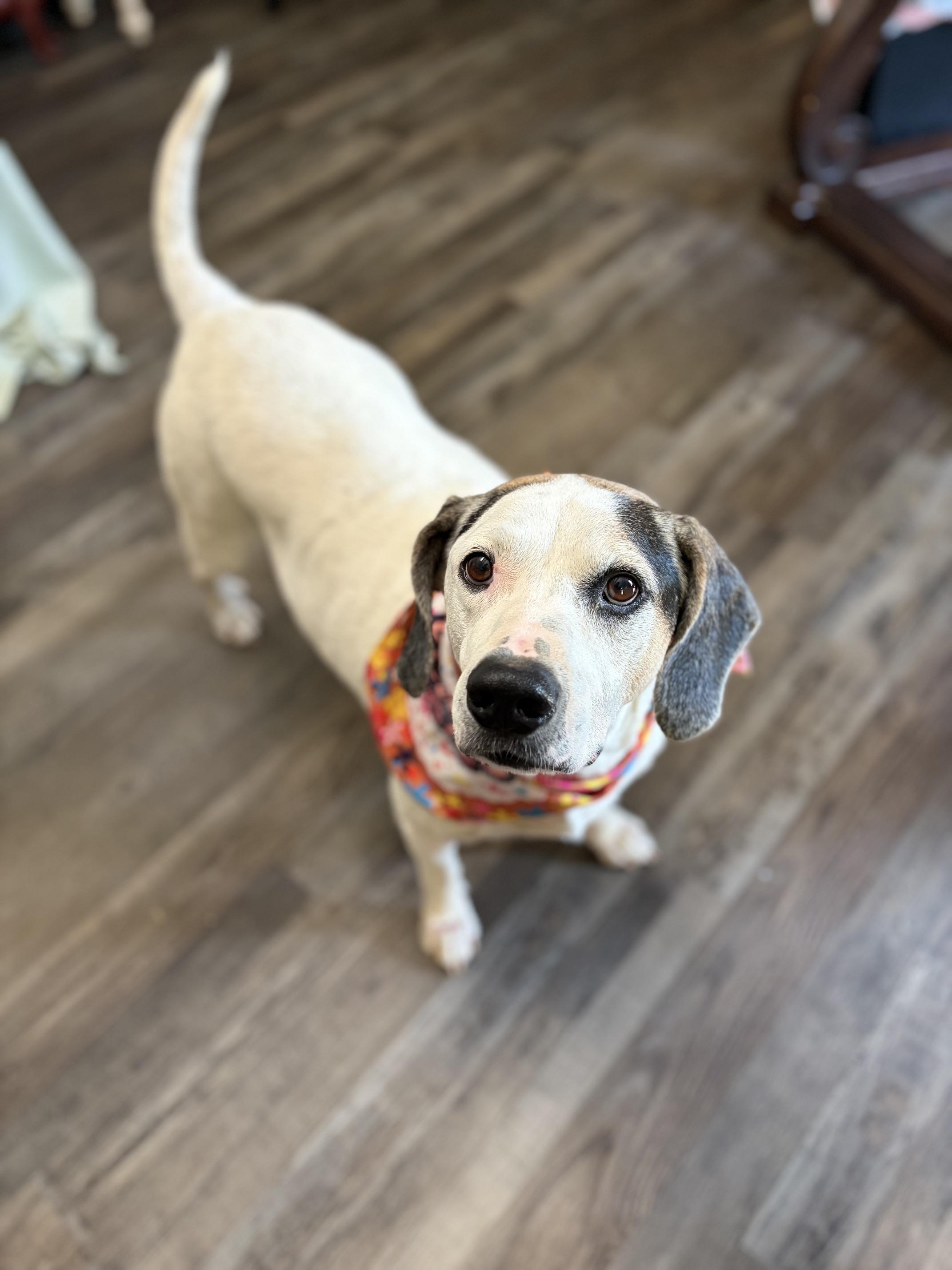 Enlarge Ruby Tuesday, a Adoptable mixed breed in Woburn, MA image 5/5