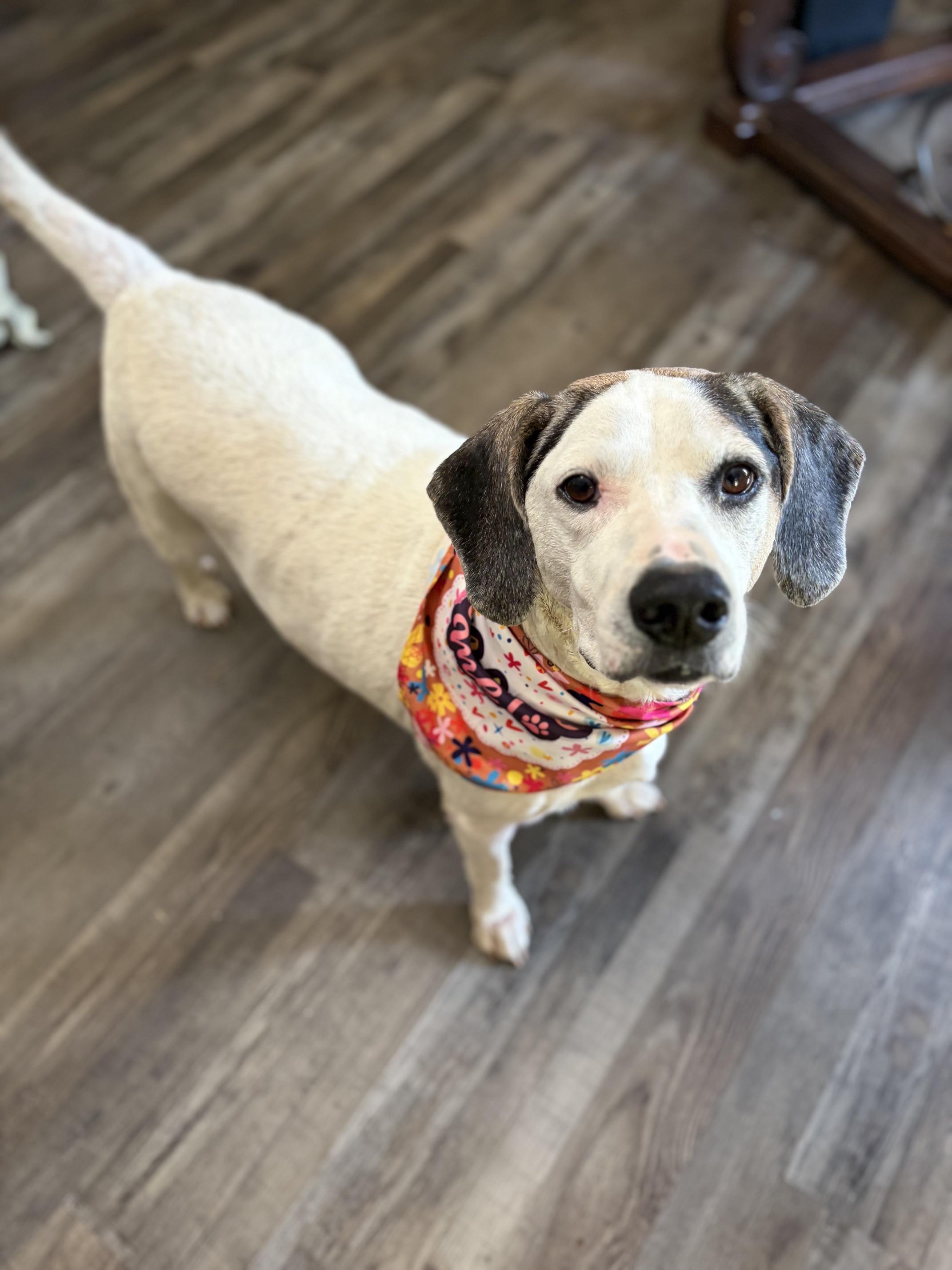 Enlarge Ruby Tuesday, a Adoptable mixed breed in Woburn, MA image 4/5