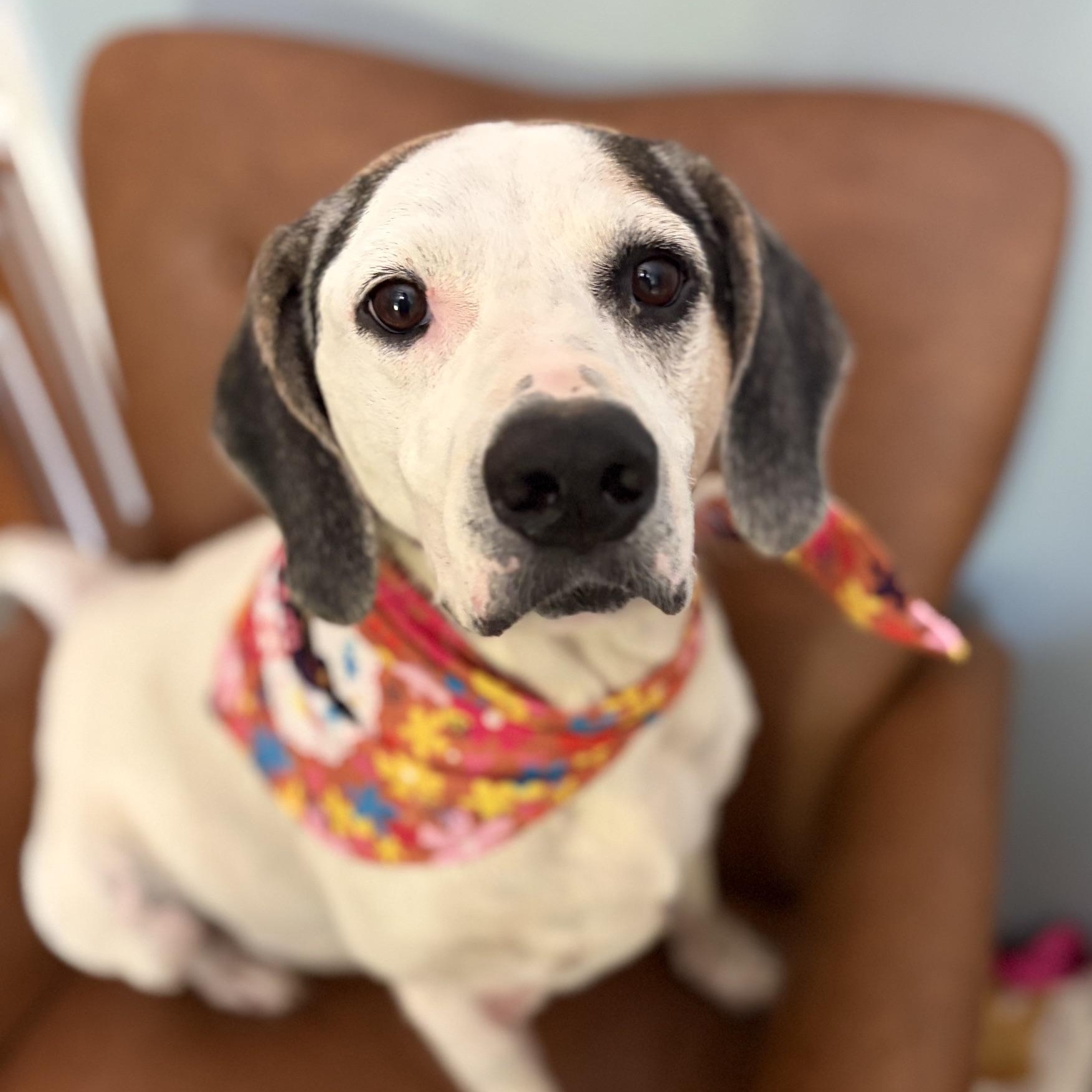 Ruby Tuesday, Adopted, Adult Female Hound.