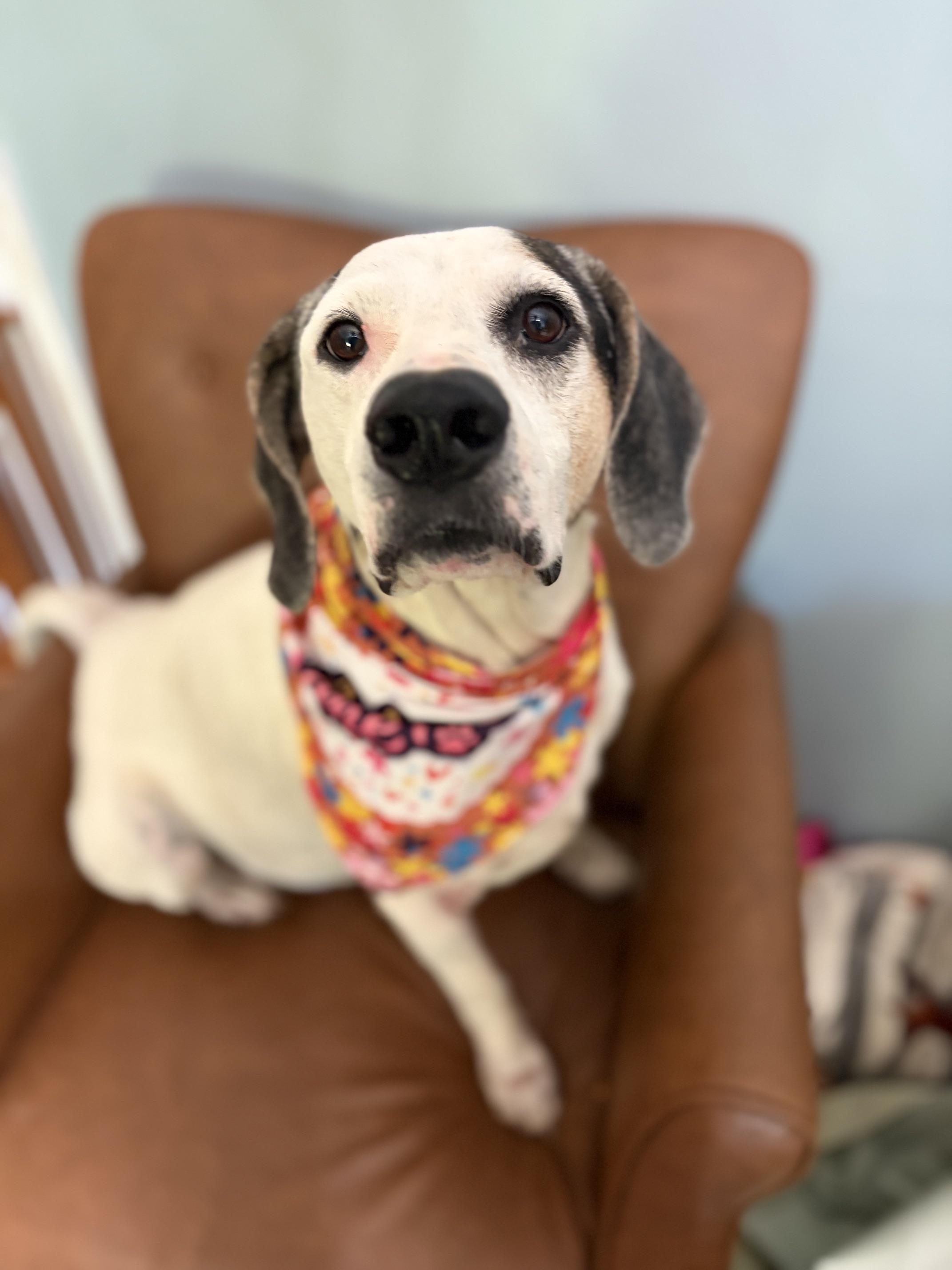 Enlarge Ruby Tuesday, a Adoptable mixed breed in Woburn, MA image 3/5