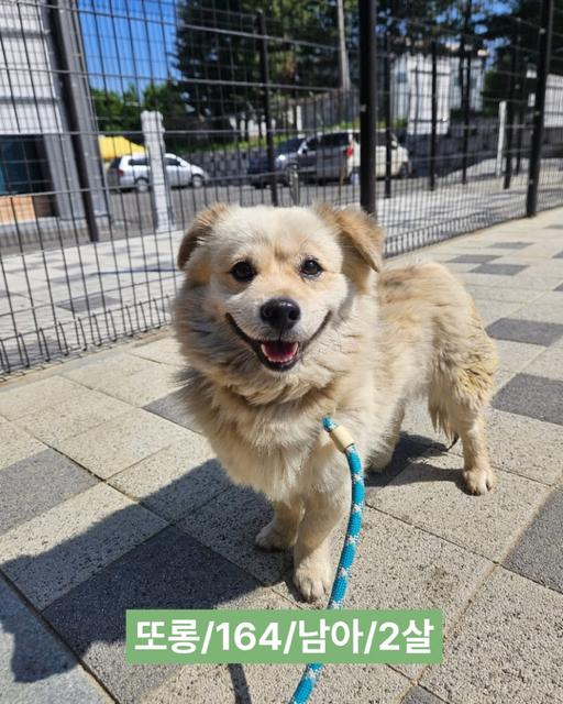 DORONG, Adoptable, Young Male Spitz & Spaniel.