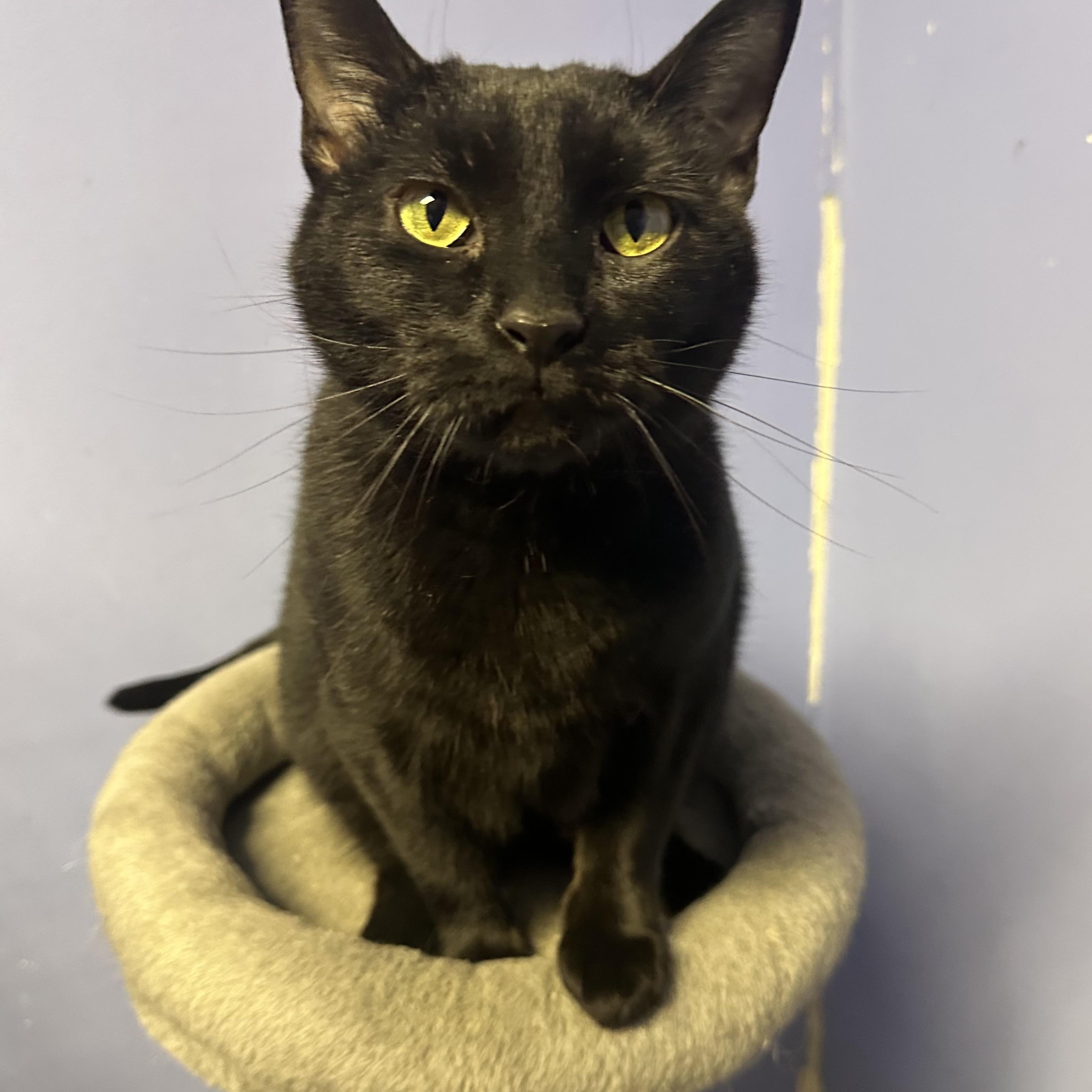 Lilith, an adoptable Domestic Short Hair in Brookings, SD, 57006 | Photo Image 1