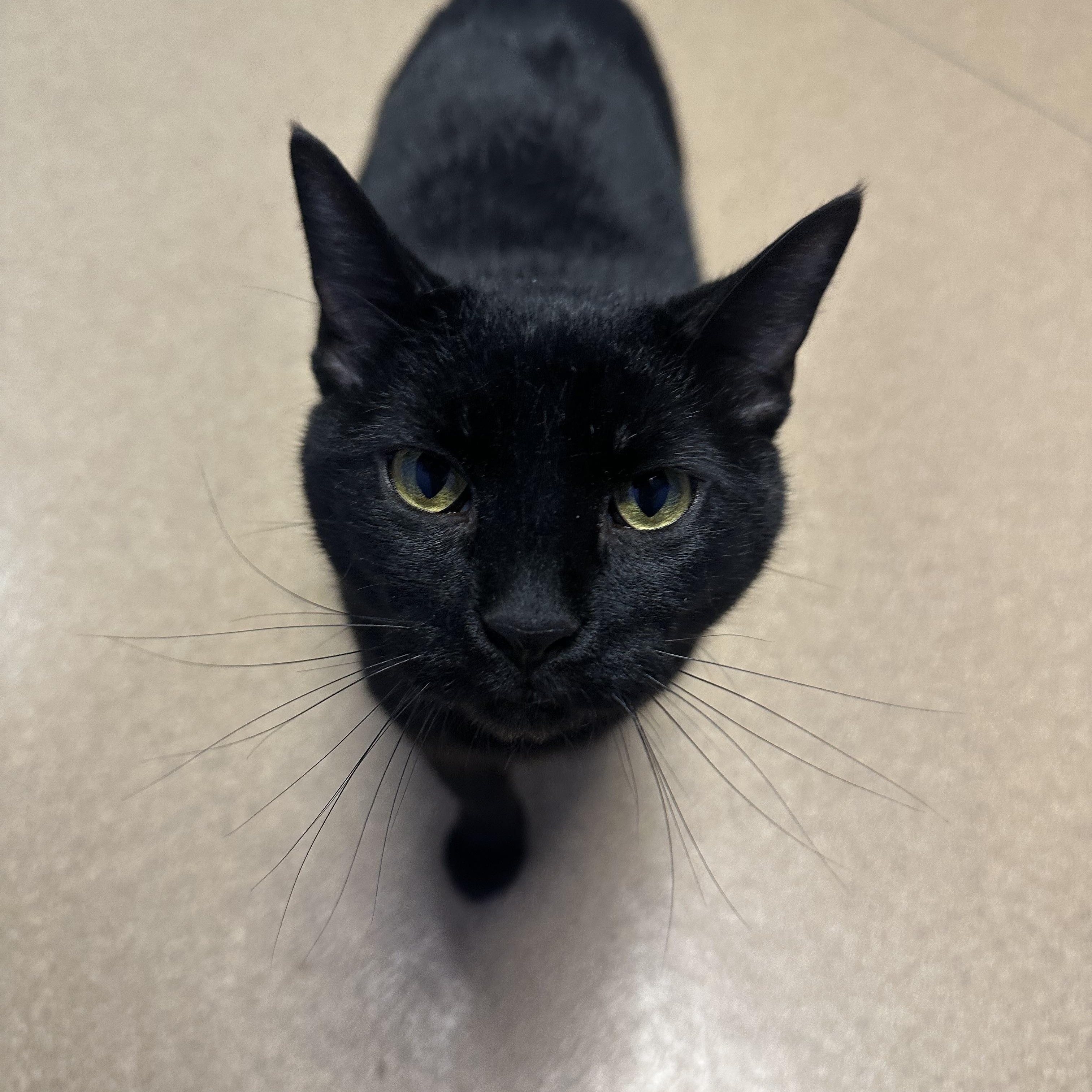 Lilith, an adoptable Domestic Short Hair in Brookings, SD, 57006 | Photo Image 2
