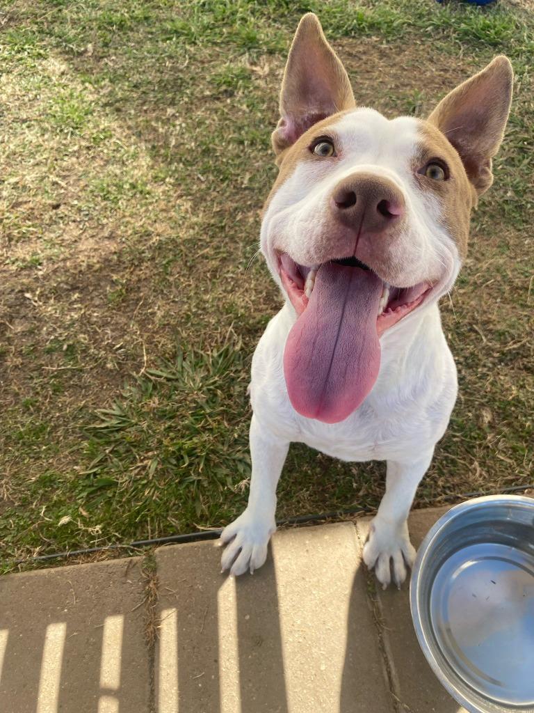 Lucas, a Adopted mixed breed in Belton, TX image 1/2