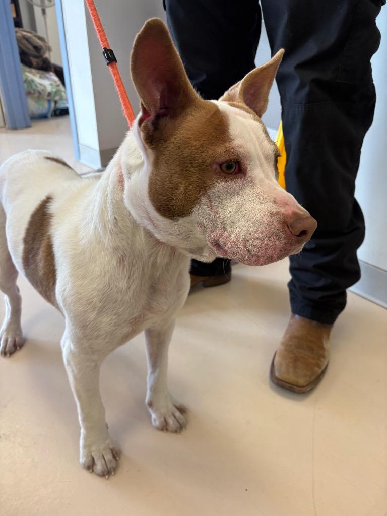 Lucas, a Adopted mixed breed in Belton, TX image 2/2