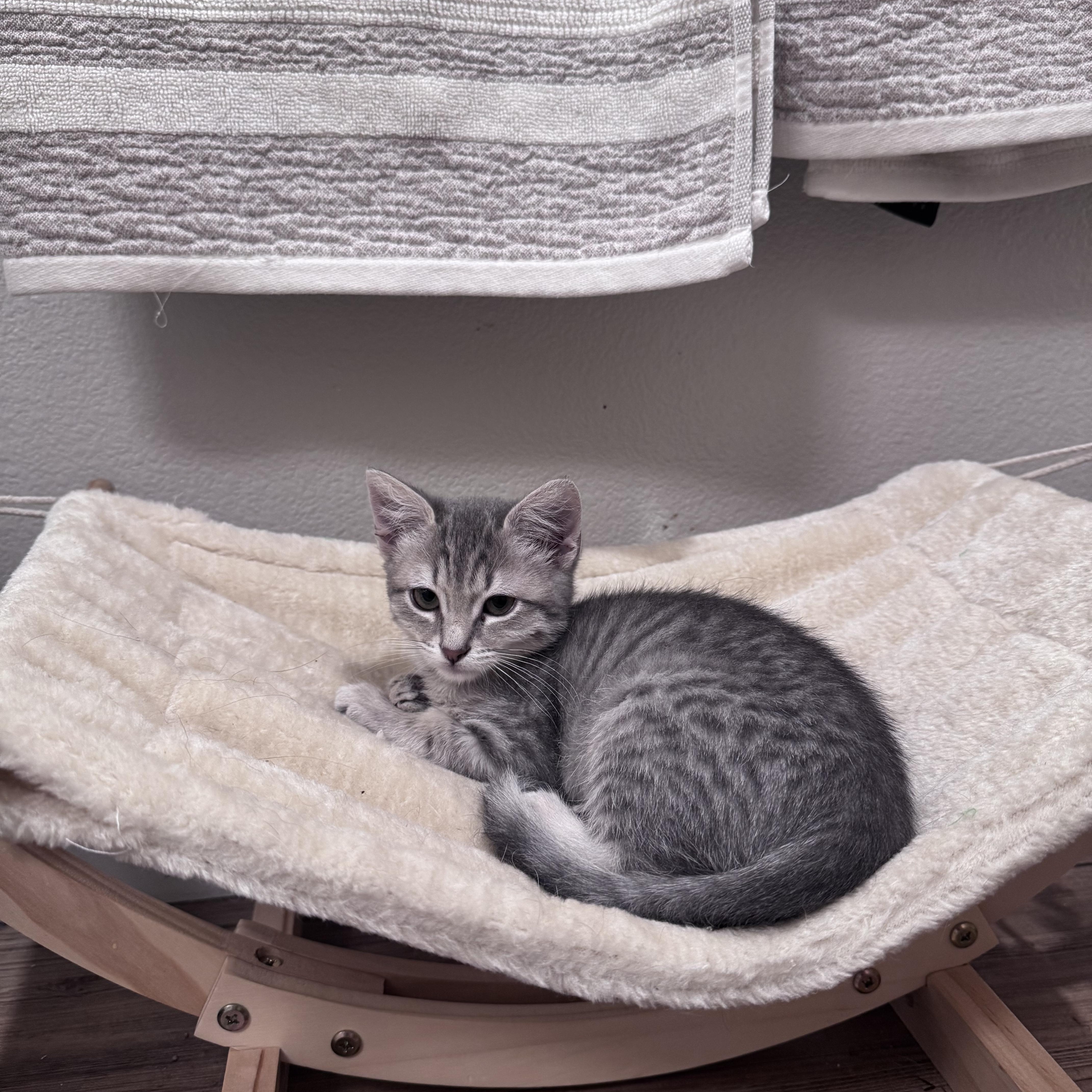 Enlarge Petunia, a ADOPTABLE Domestic Medium Hair in San Diego, CA image 3/4