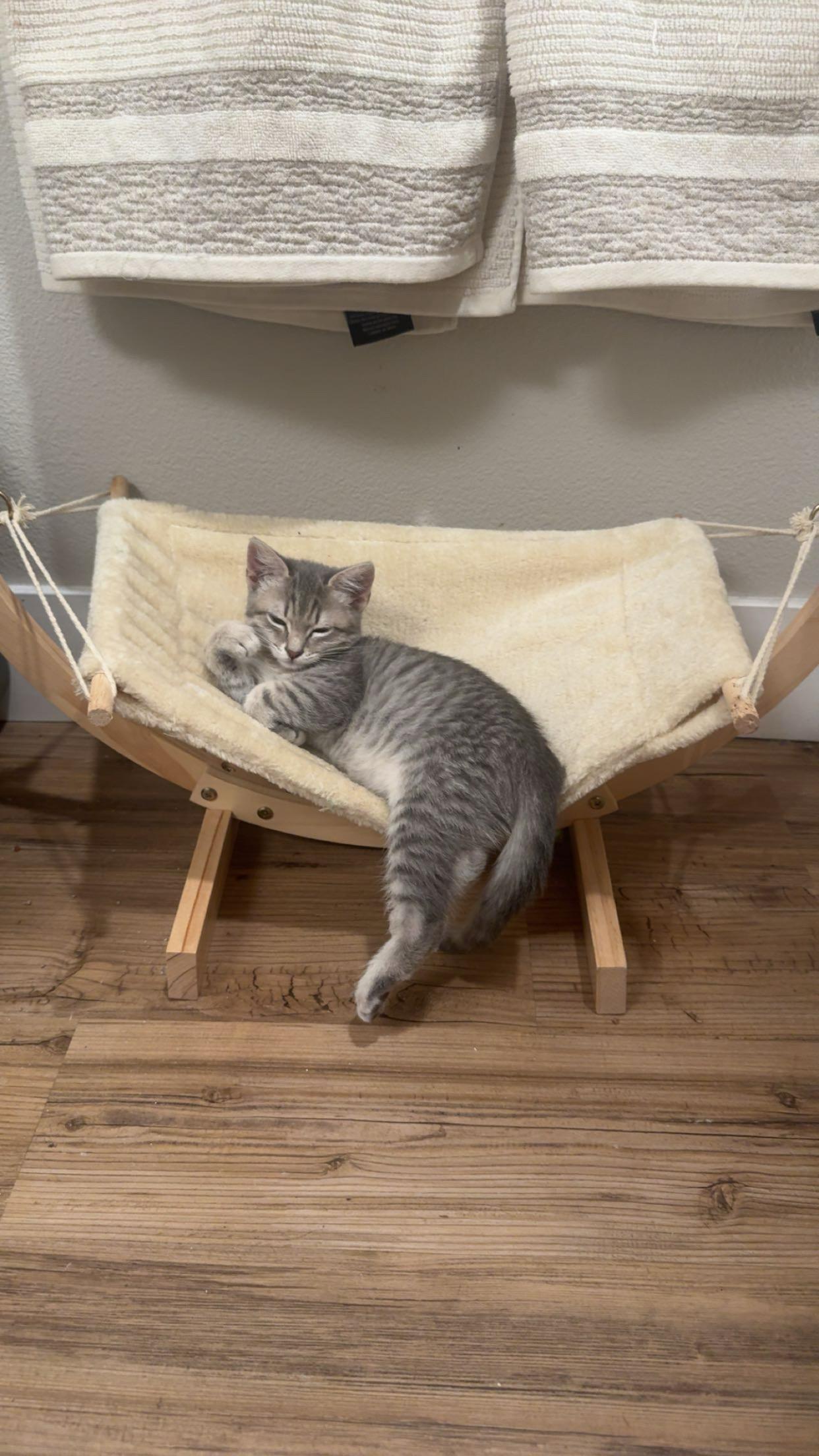 Enlarge Petunia, a ADOPTABLE Domestic Medium Hair in San Diego, CA image 4/4