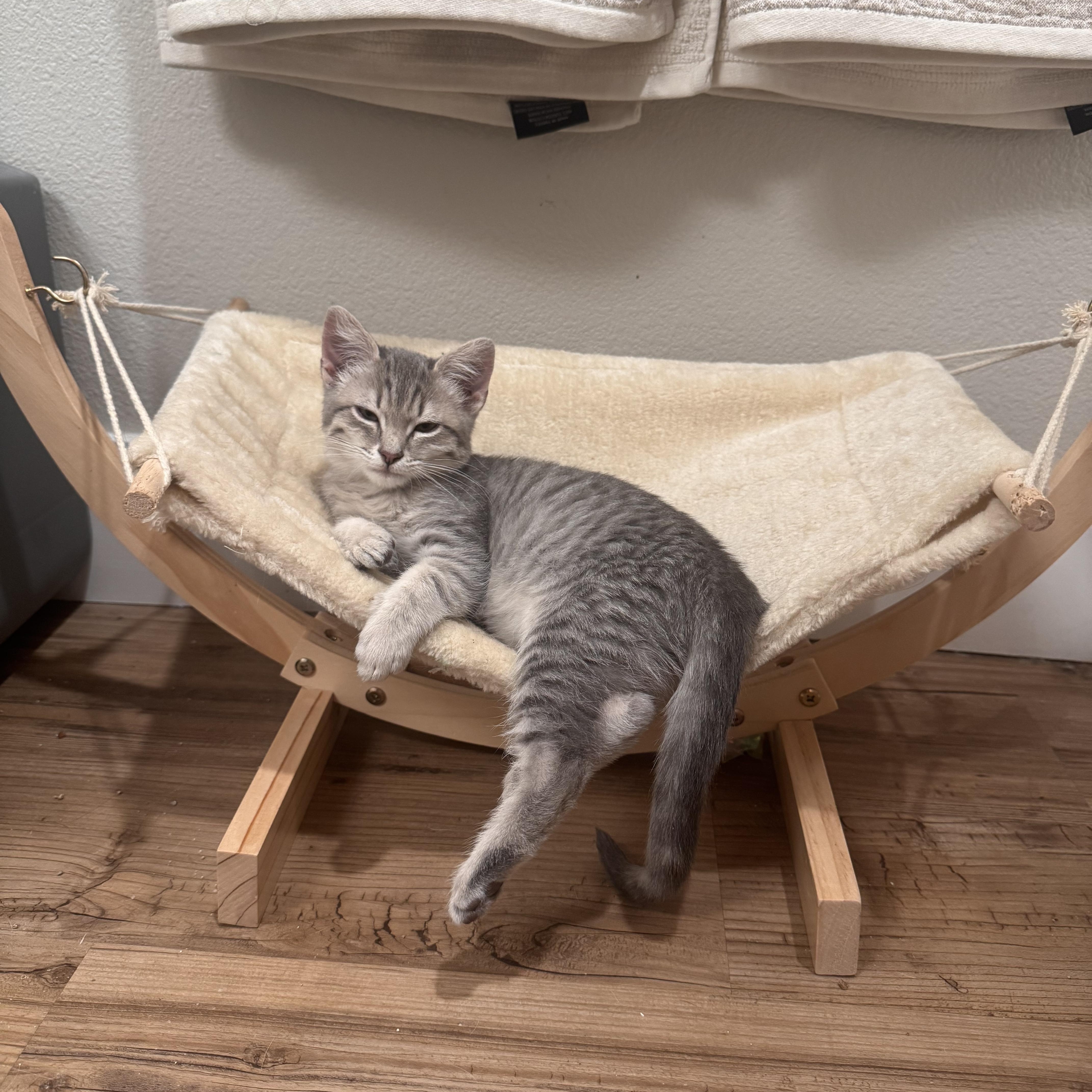 Petunia, ADOPTABLE, Kitten Female Domestic Medium Hair.