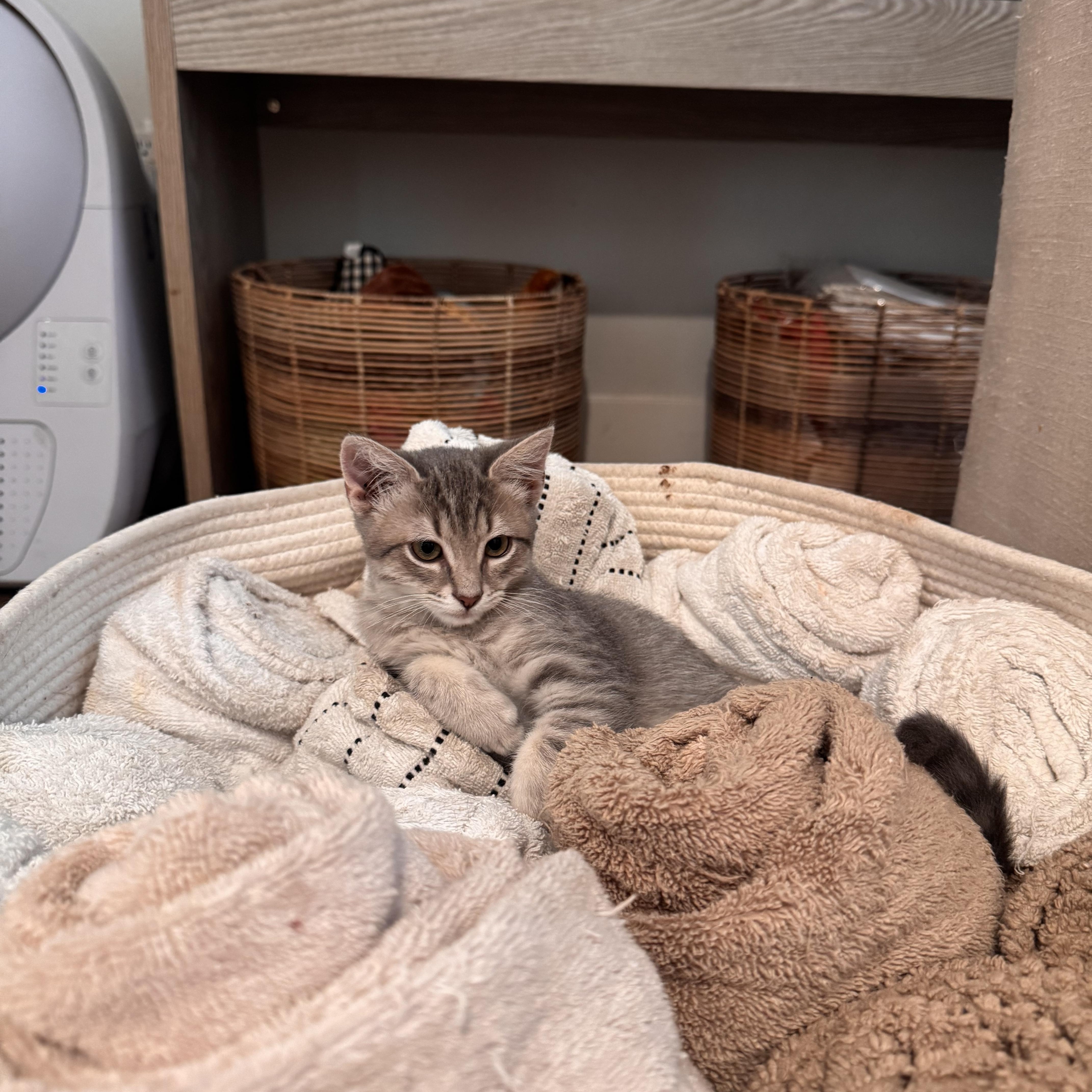 Enlarge Petunia, a ADOPTABLE Domestic Medium Hair in San Diego, CA image 2/4