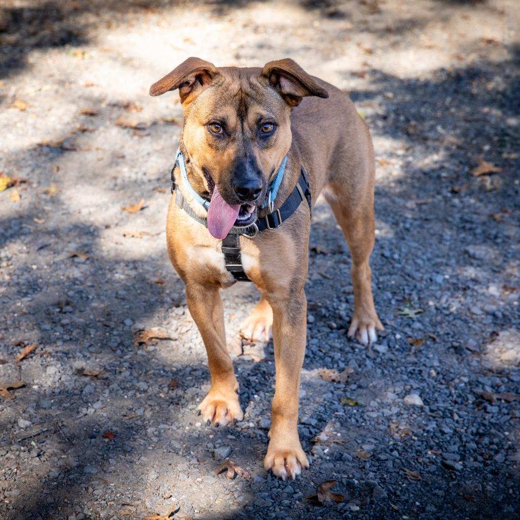 Hickory, Adoptable, Adult Male Mixed Breed.