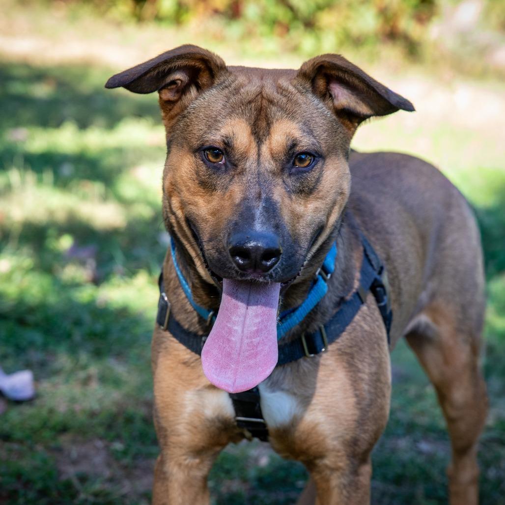 Enlarge Hickory, a Adoptable Mixed Breed in Aldie, VA image 2/4