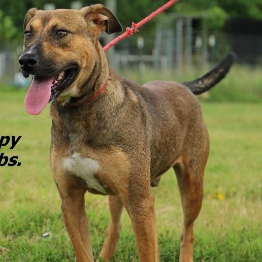 Enlarge Hickory, a Adoptable Mixed Breed in Aldie, VA image 3/4