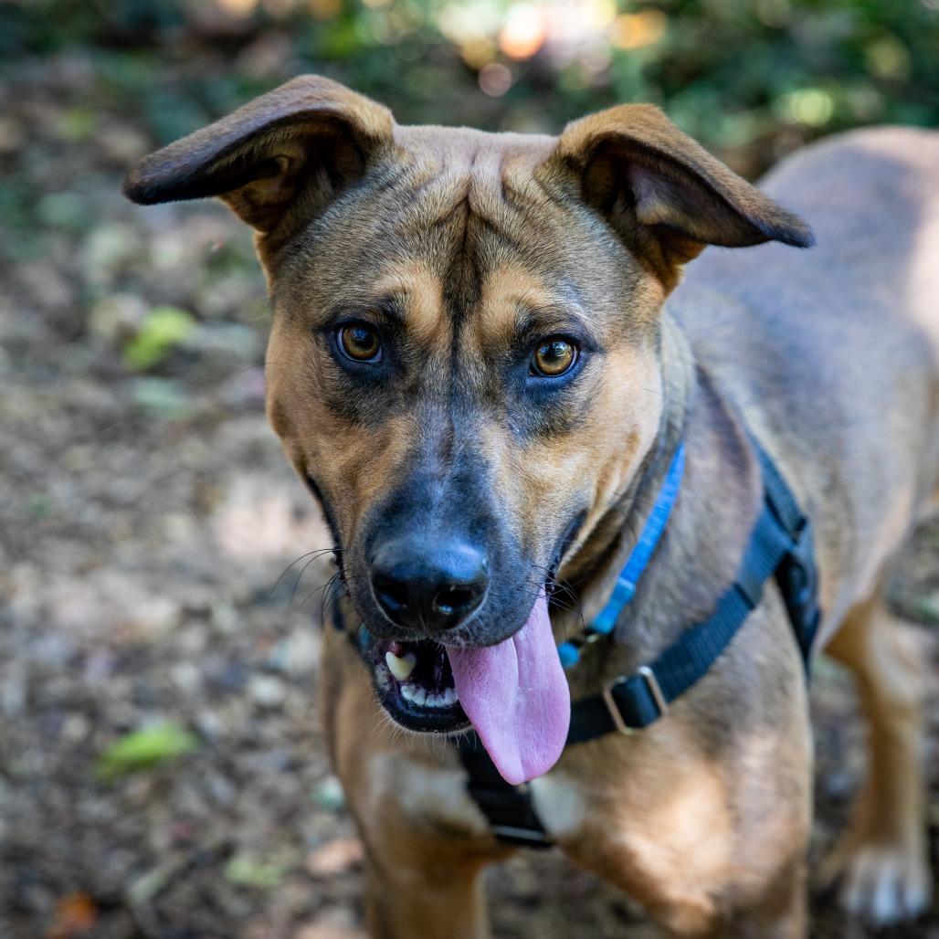 Enlarge Hickory, a Adoptable Mixed Breed in Aldie, VA image 4/4