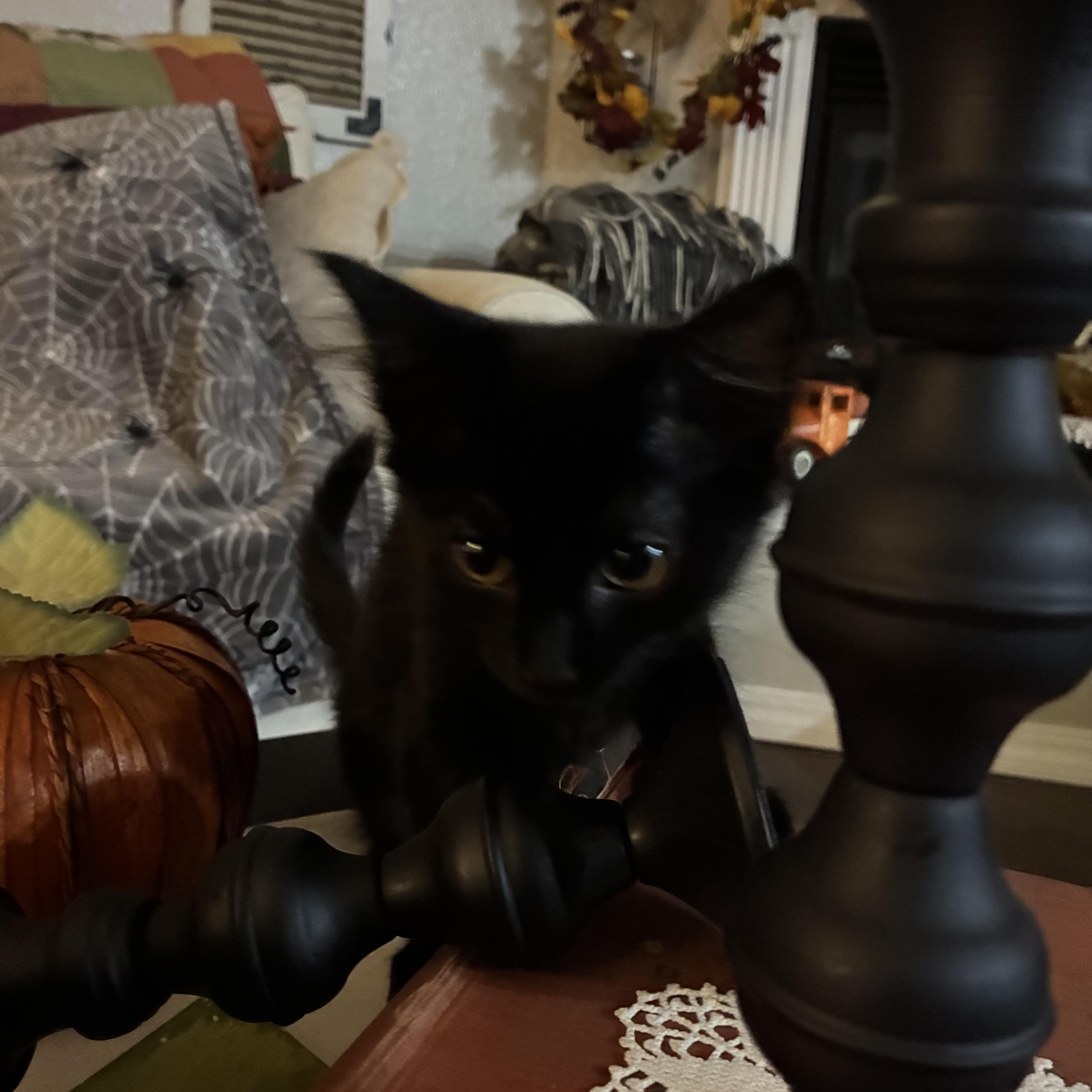 Nyxie, Adopted, Kitten Female Domestic Short Hair.