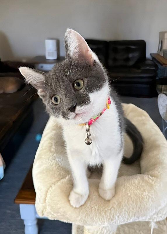 Enlarge Meadow, a Adopted Domestic Short Hair in Knoxville, TN image 1/3