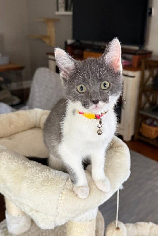 Meadow, Adopted, Young Female Domestic Short Hair.