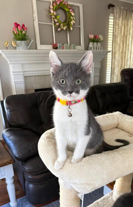 Enlarge Meadow, a Adopted Domestic Short Hair in Knoxville, TN image 3/3