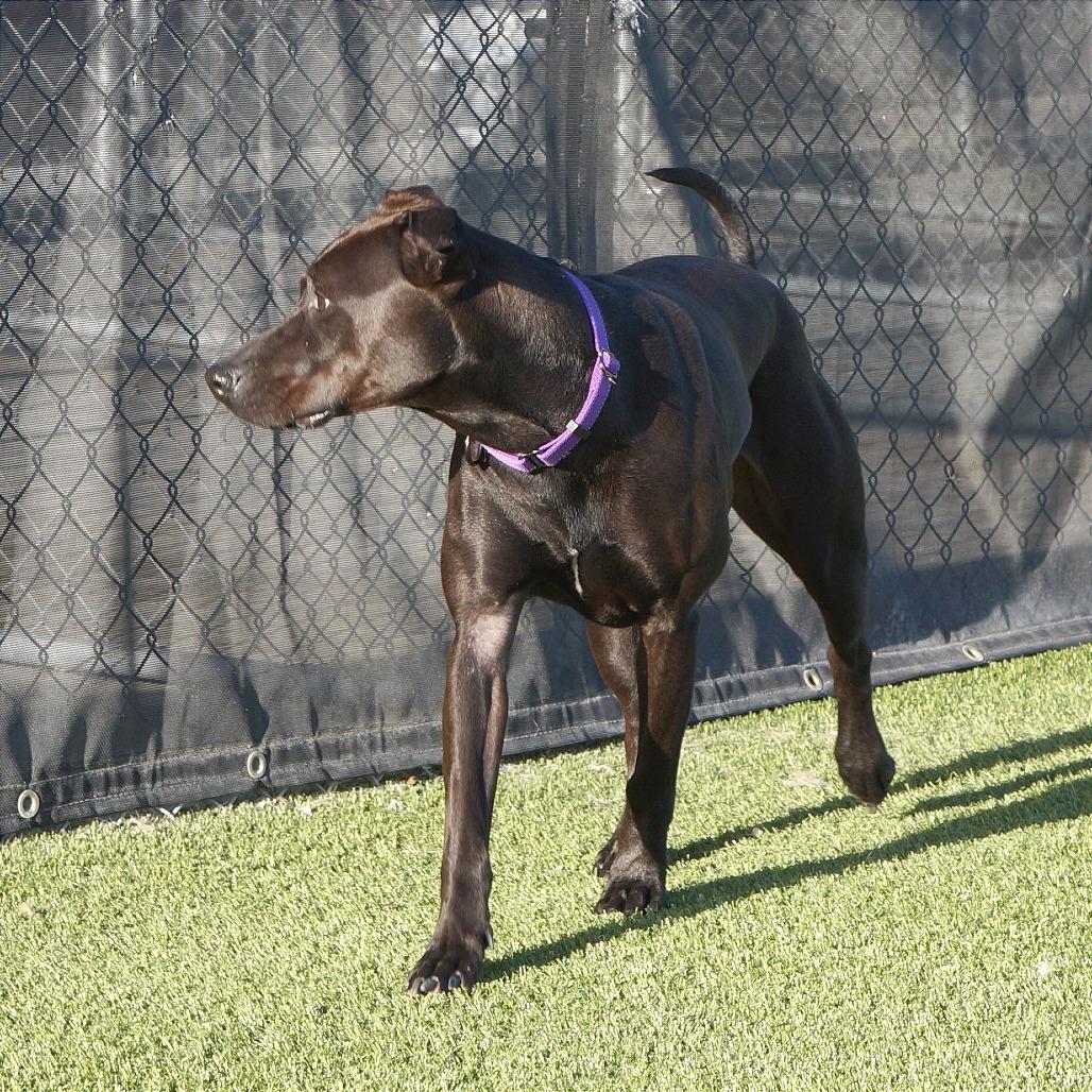 Enlarge Bella, a Adoptable Mixed Breed in Idaho Falls, ID image 1/6