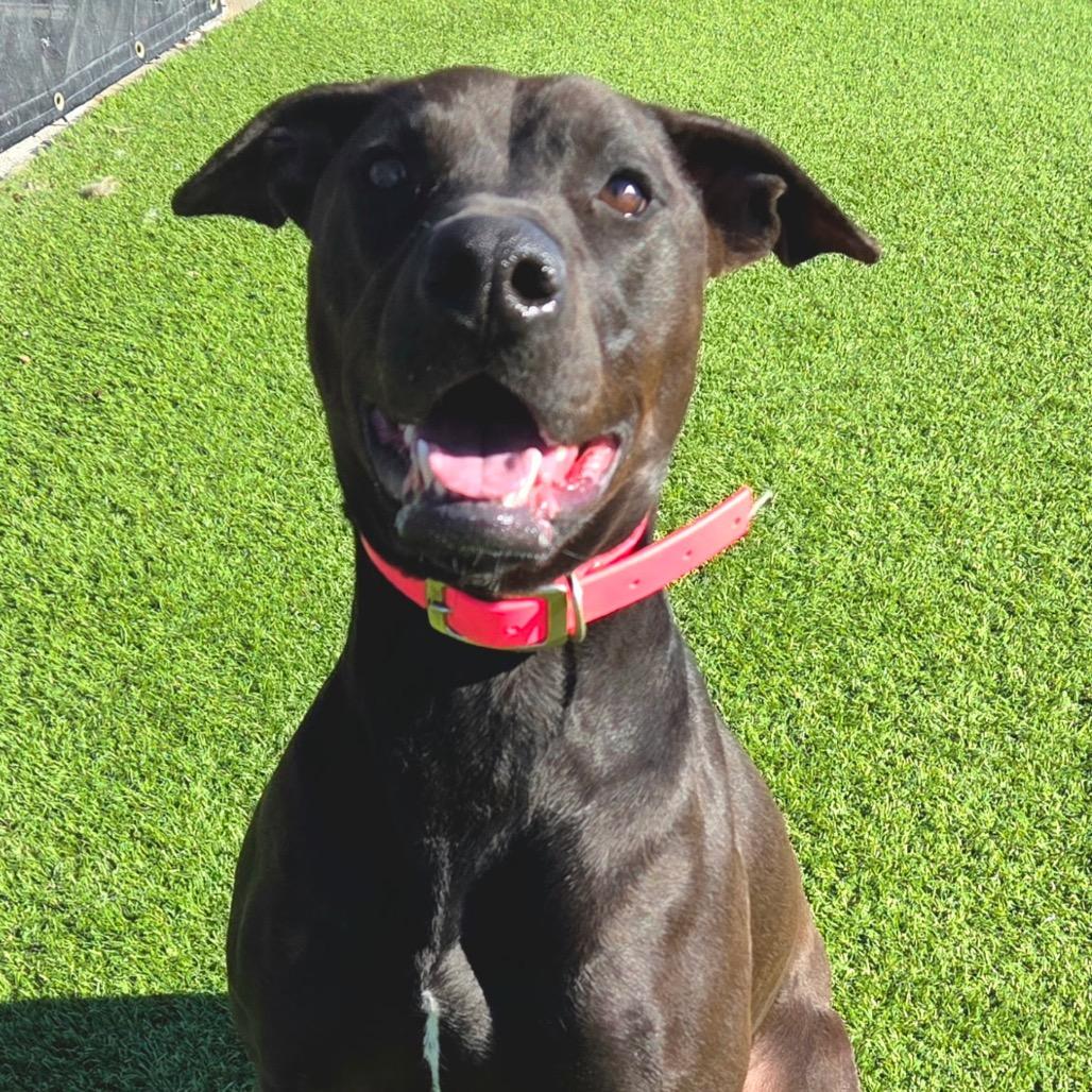 Bella — thumbnail 2