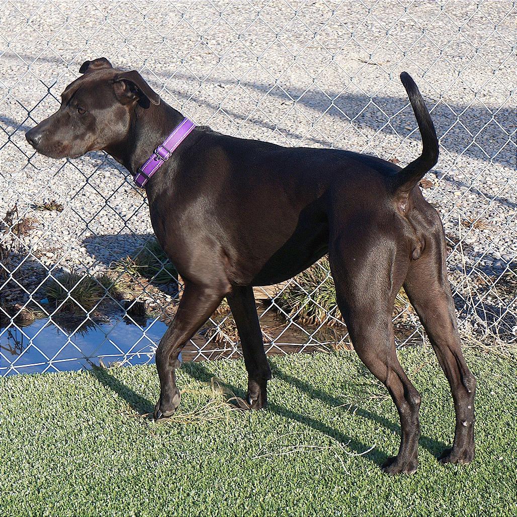 Bella — thumbnail 3