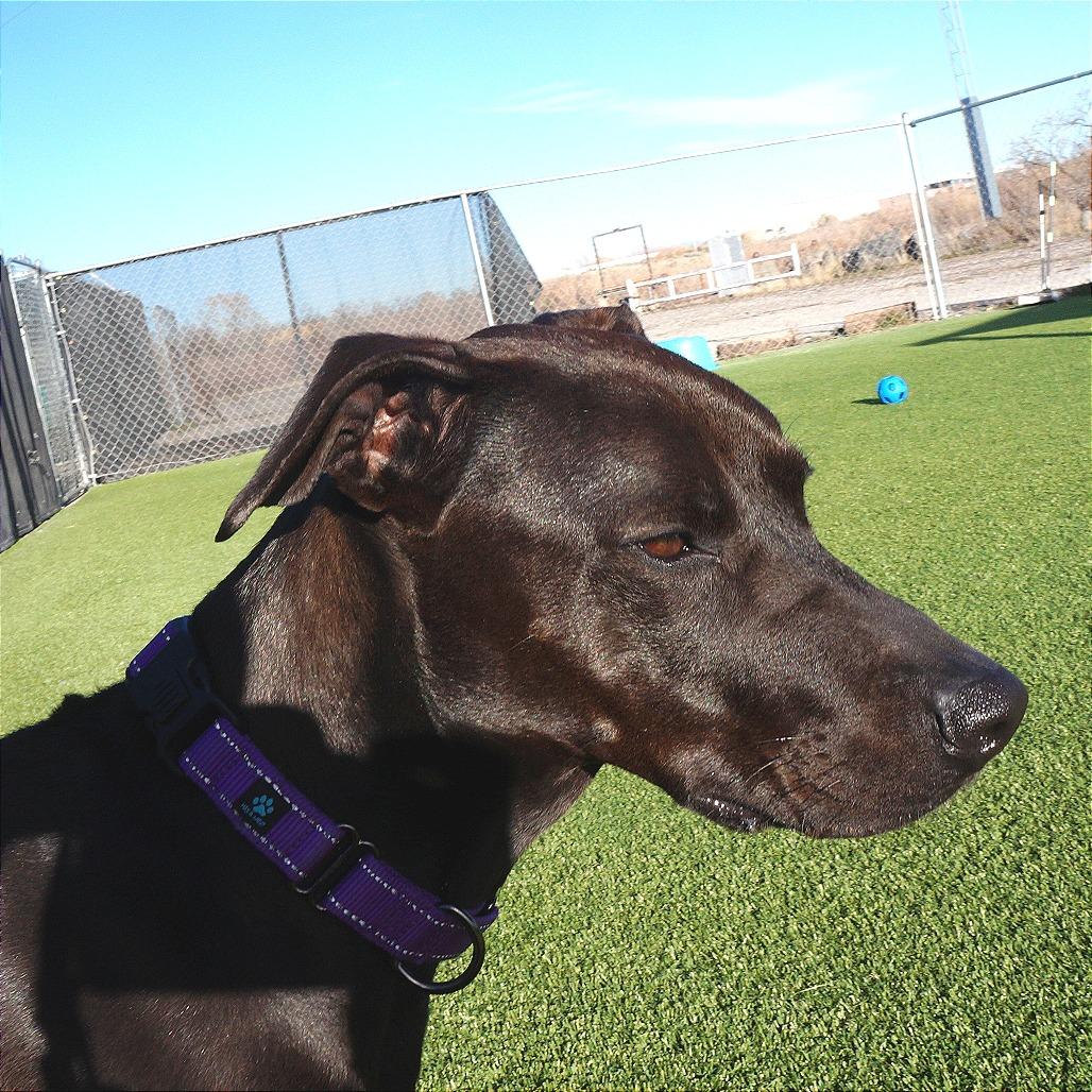 Enlarge Bella, a Adoptable Mixed Breed in Idaho Falls, ID image 3/6