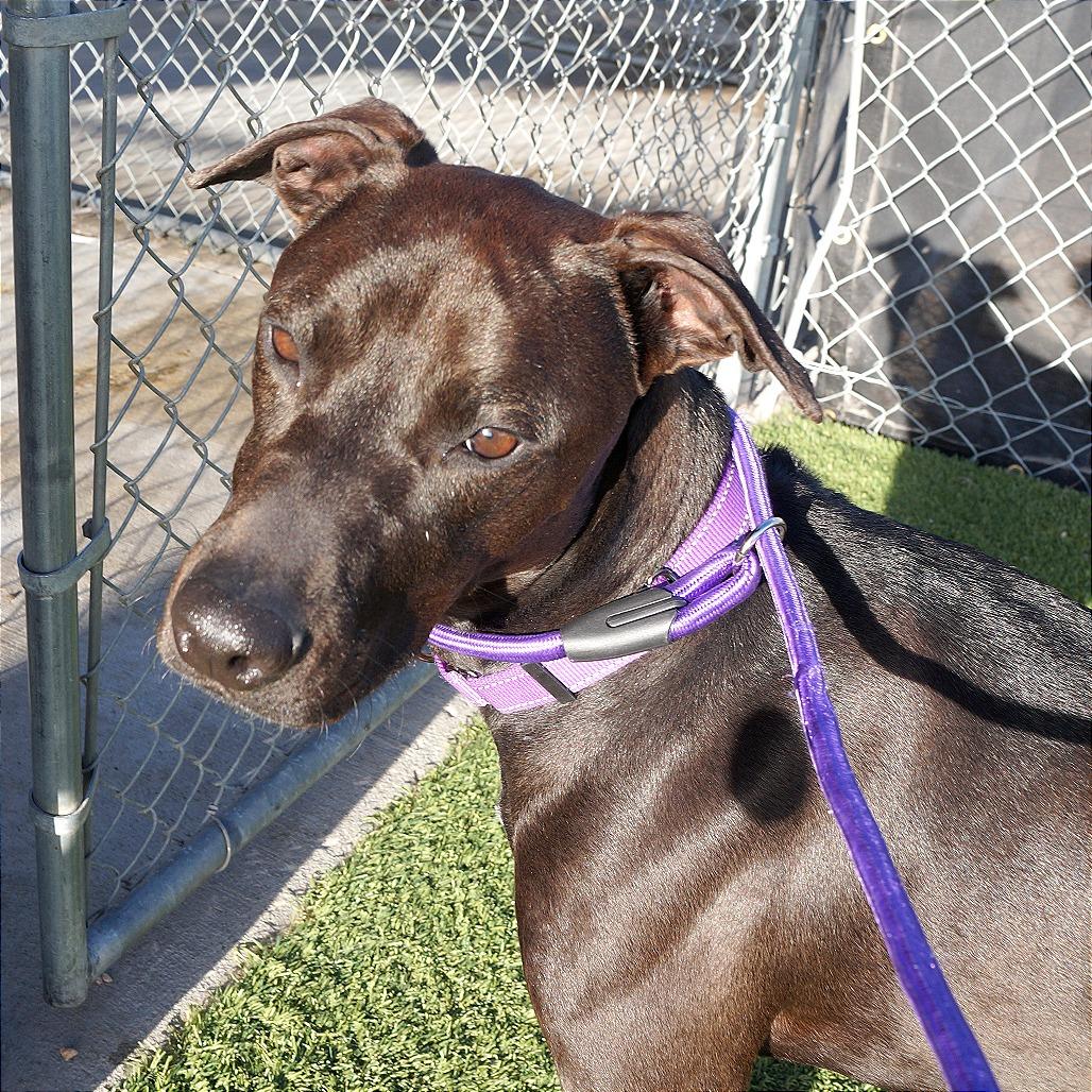 Enlarge Bella, a Adoptable Mixed Breed in Idaho Falls, ID image 4/6